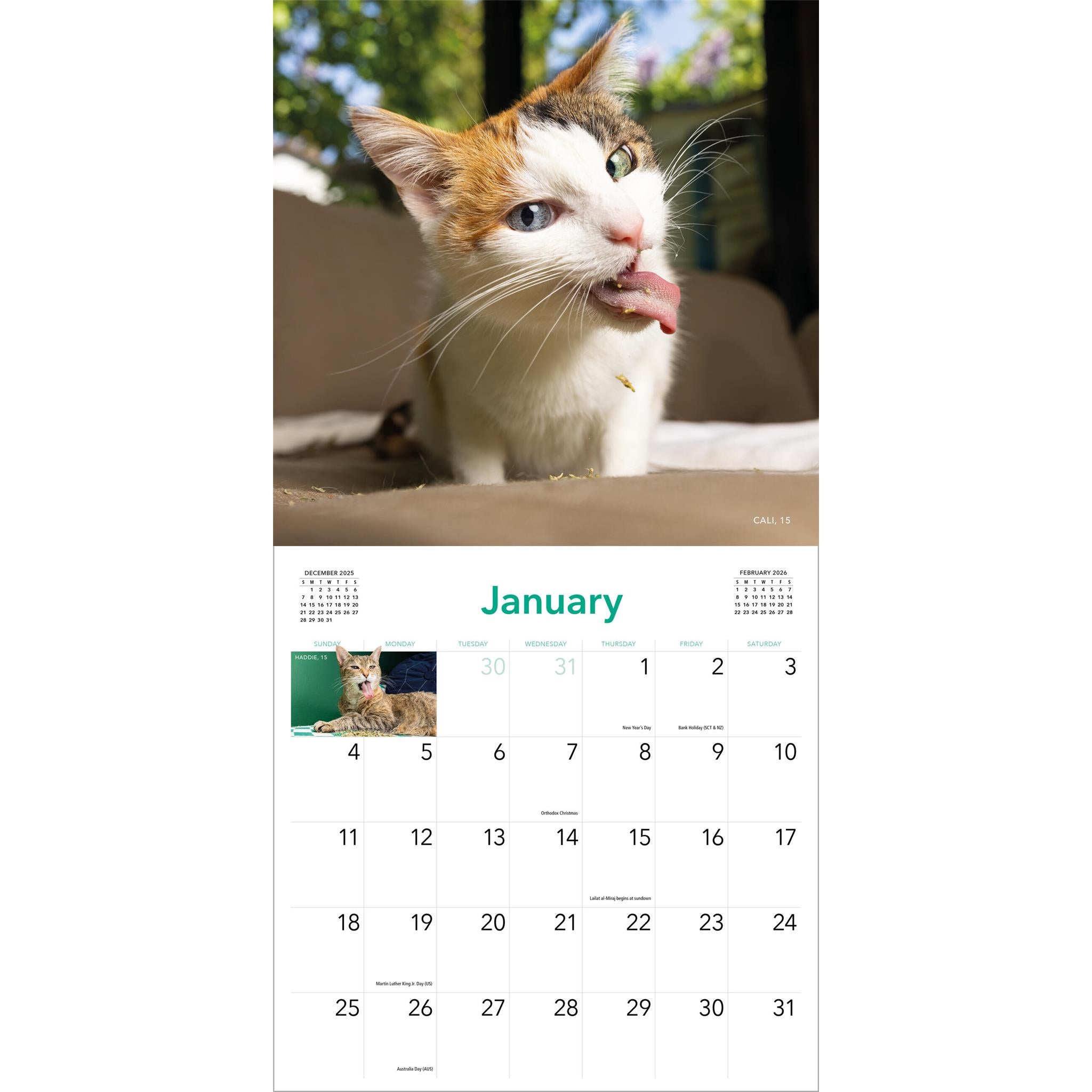 Calendrier mural Chats sous herbe à chat 2026