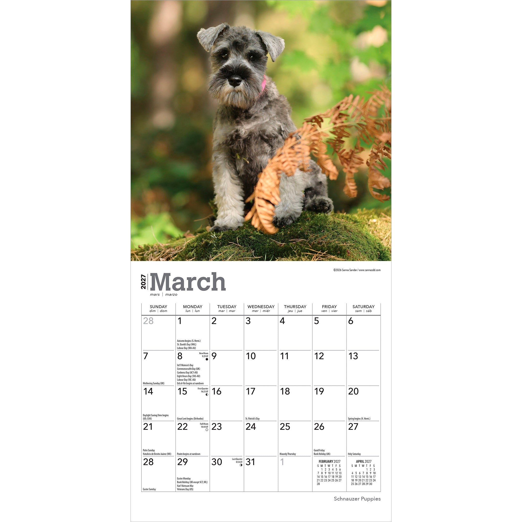 Schnauzer Puppies 2027 Mini Calendar