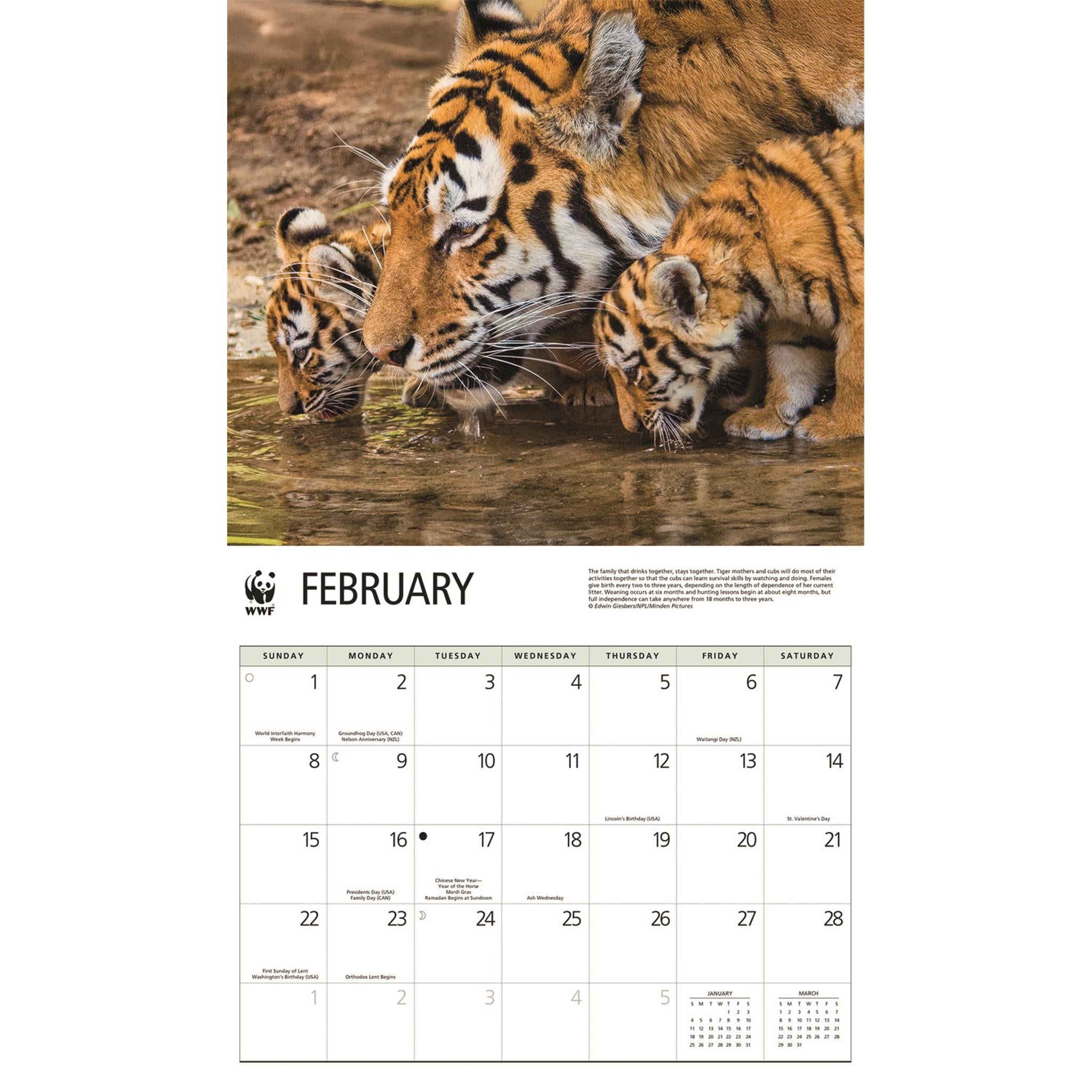 World Wildlife Fund Tigers 2026 Wall Calendar