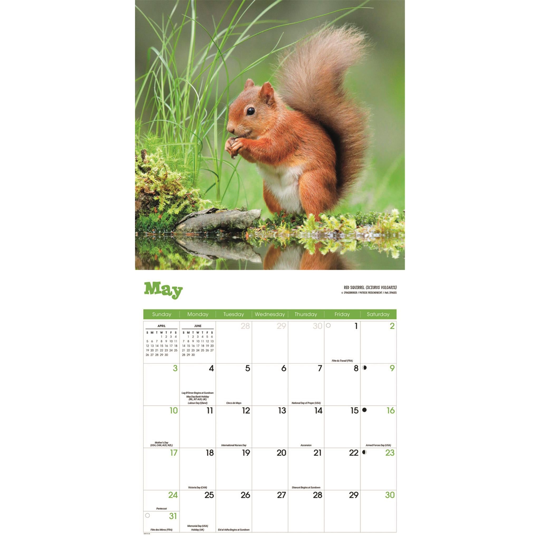 Squirrels 2026 Wall Calendar