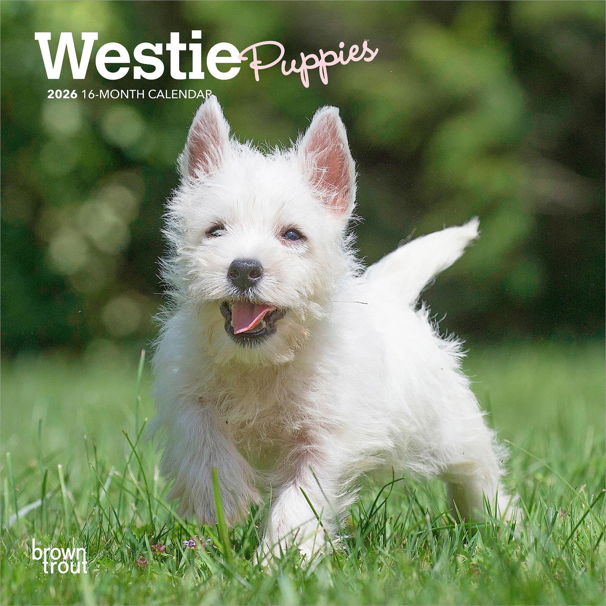 West Highland White Terrier Puppies 2026 Mini Calendar