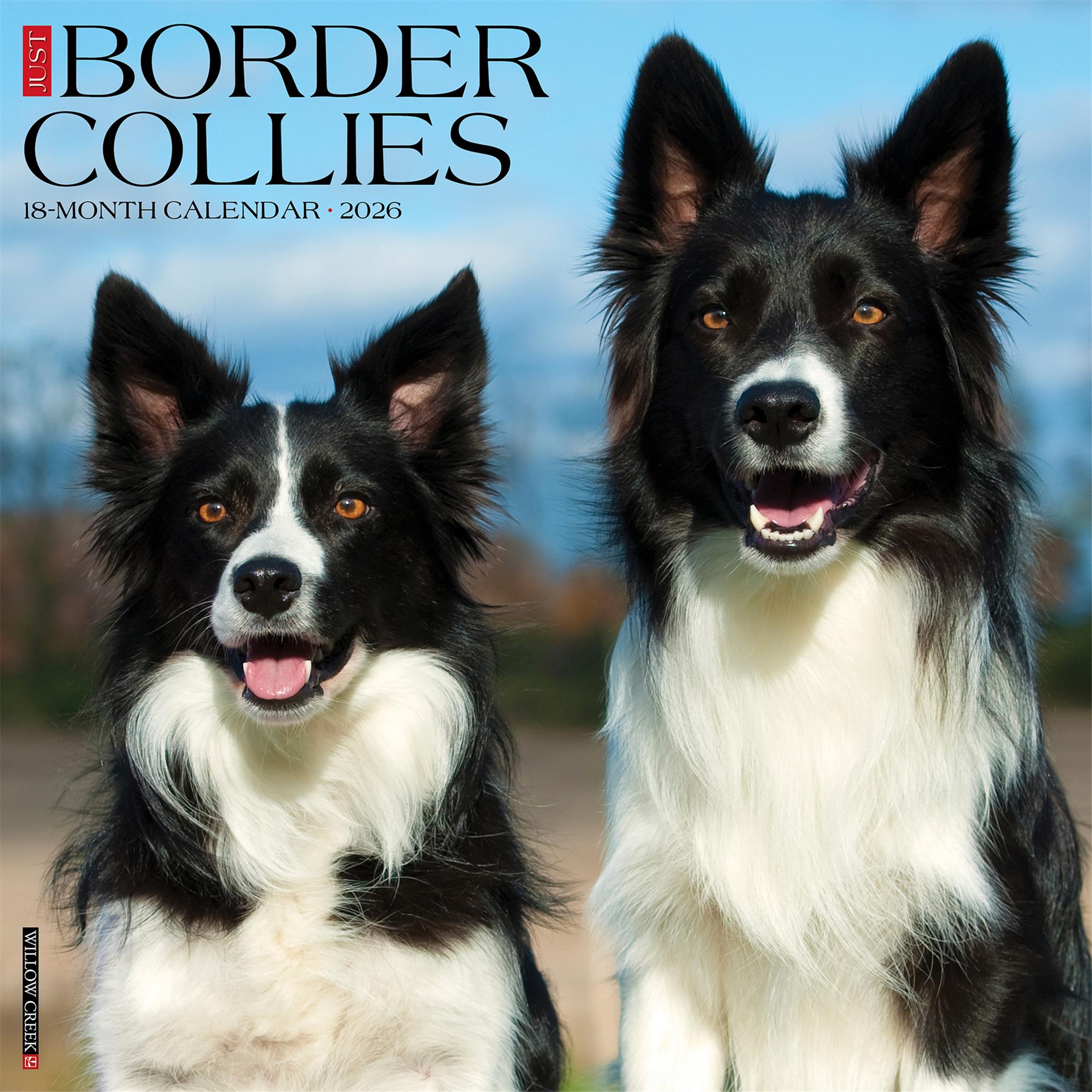 Calendrier mural Just Border Collies 2026