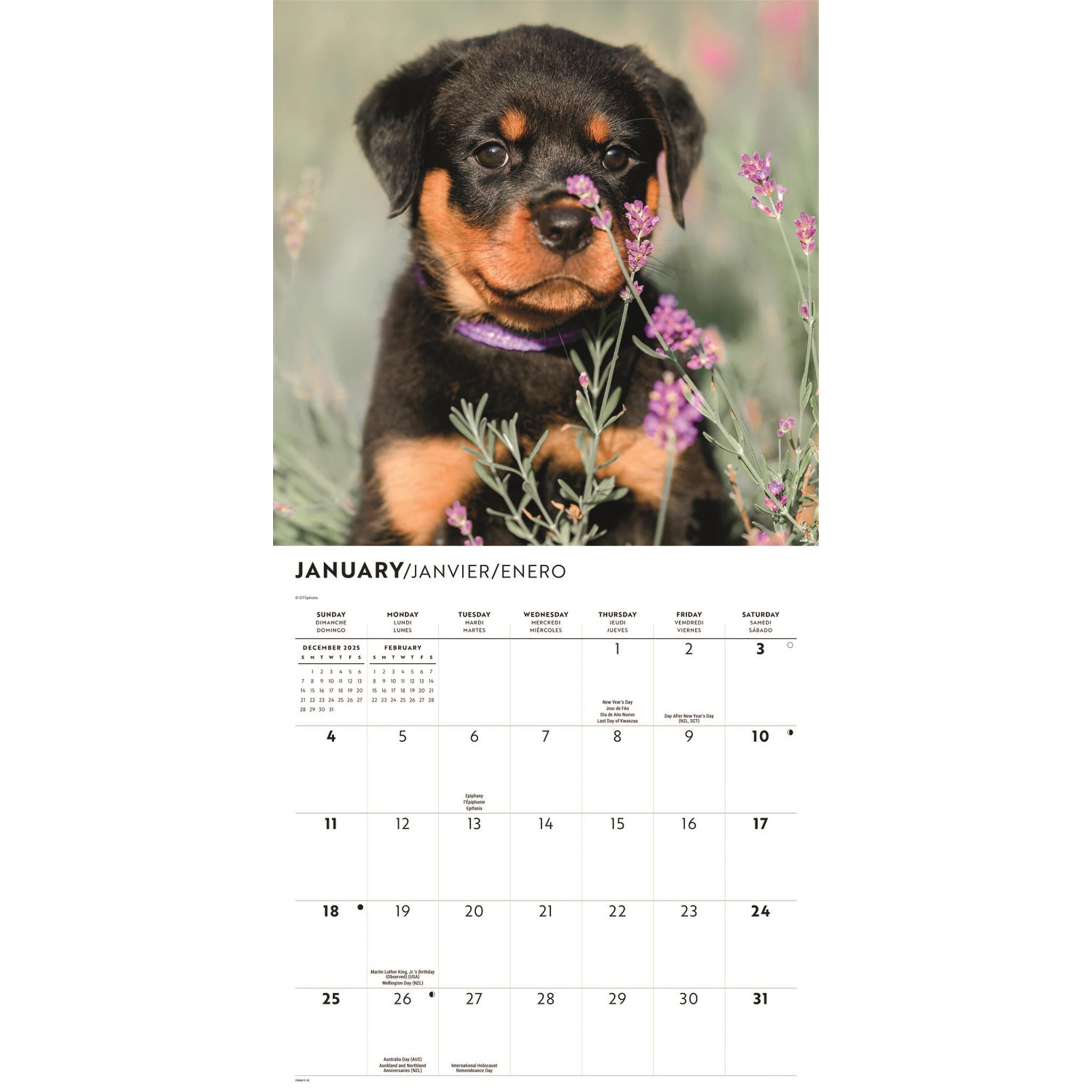 Rottweiler Puppies 2026 Wall Calendar