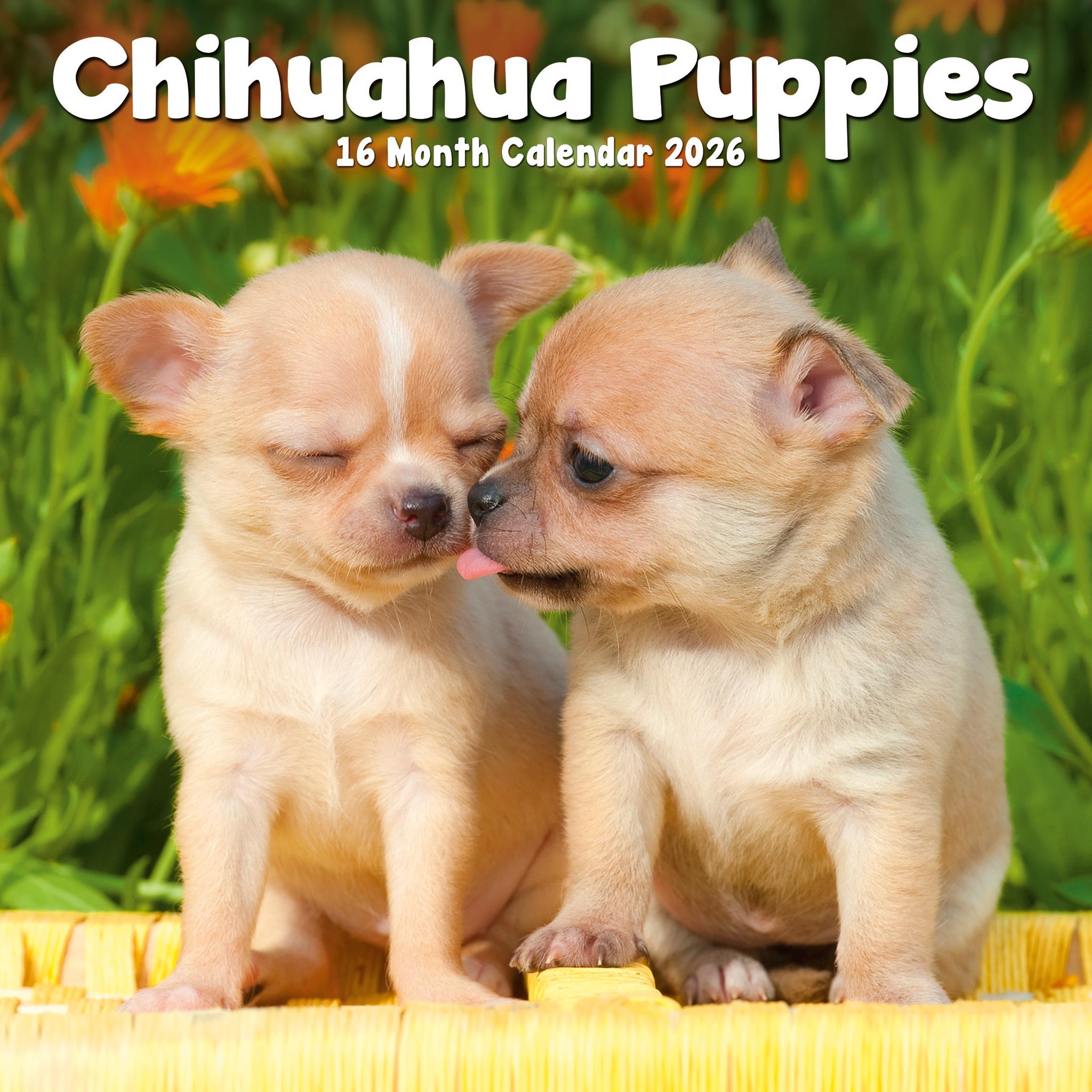 Mini calendrier des chiots Chihuahua 2026