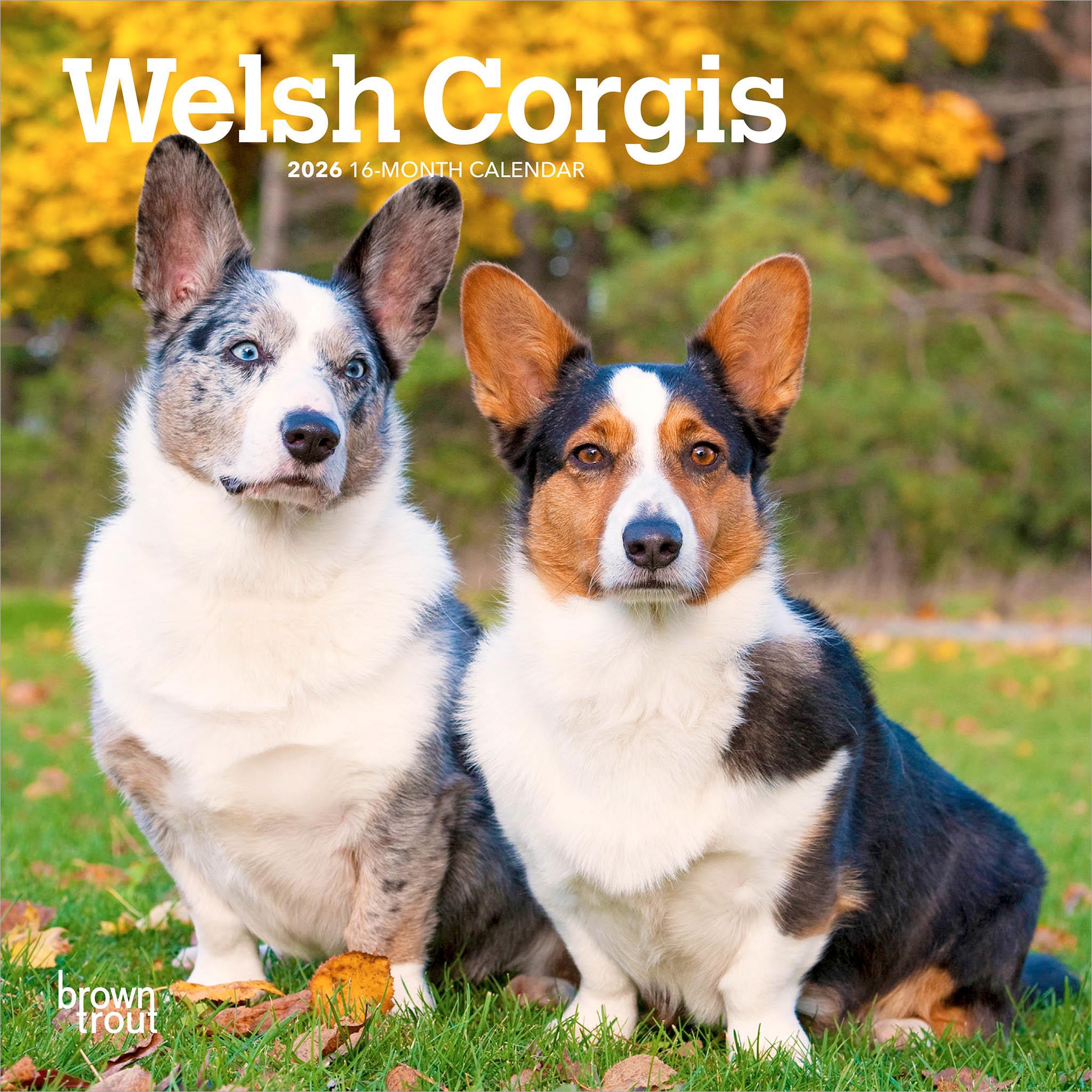 Mini-calendrier Welsh Corgis 2026