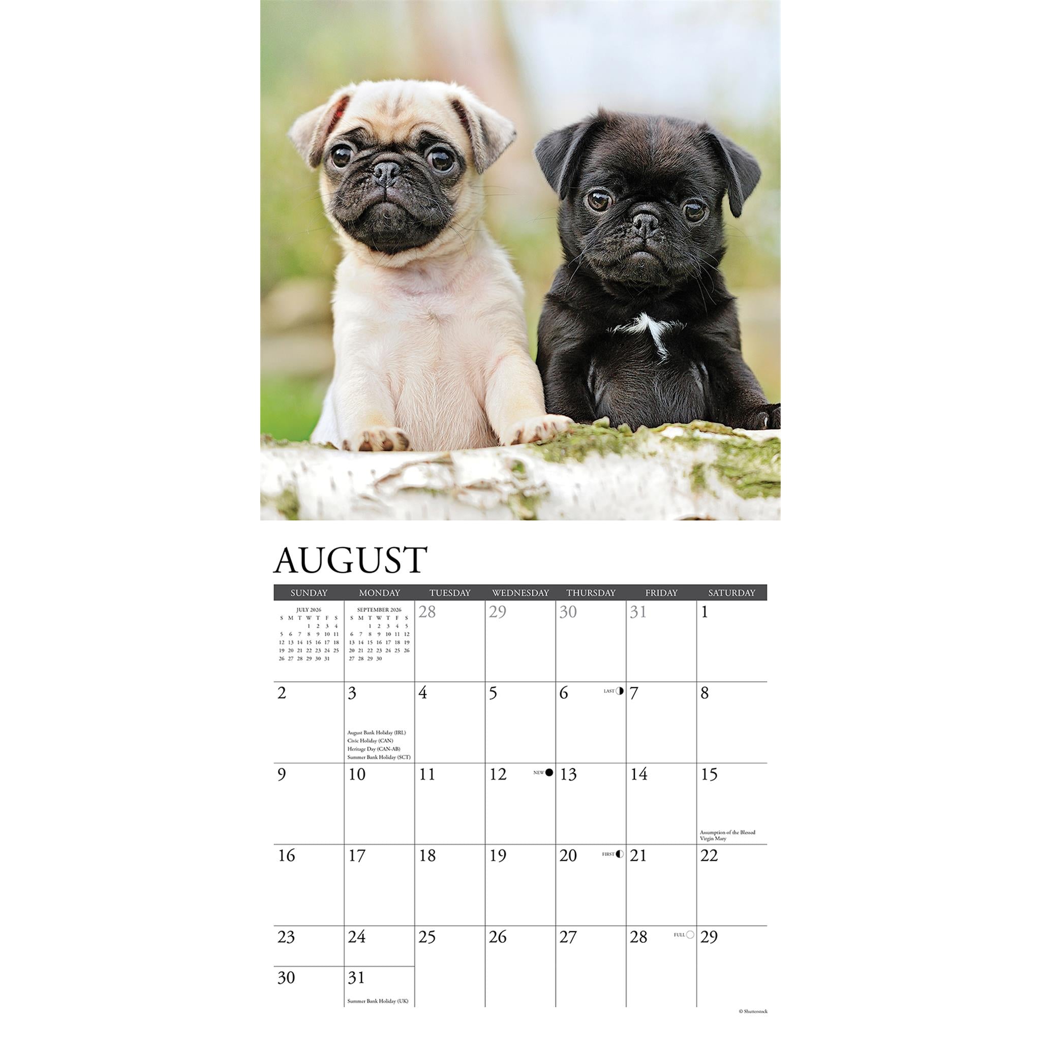 Calendrier mural 2026 « Just Pug Puppies »