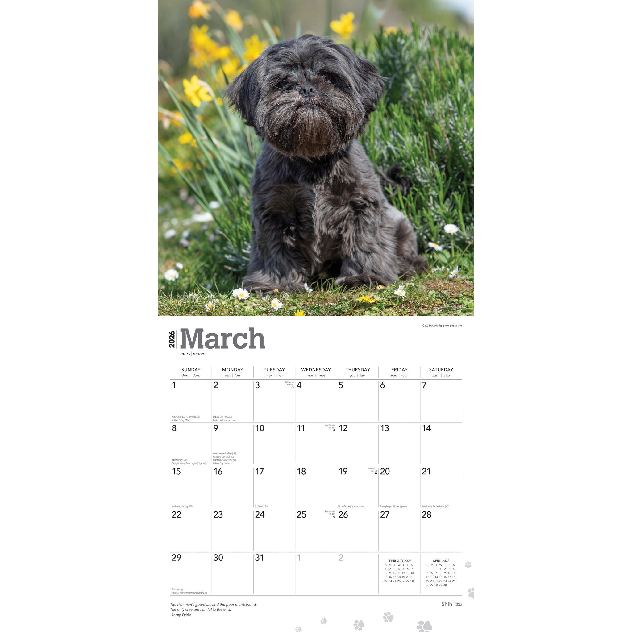 Calendrier mural Shih Tzu 2026