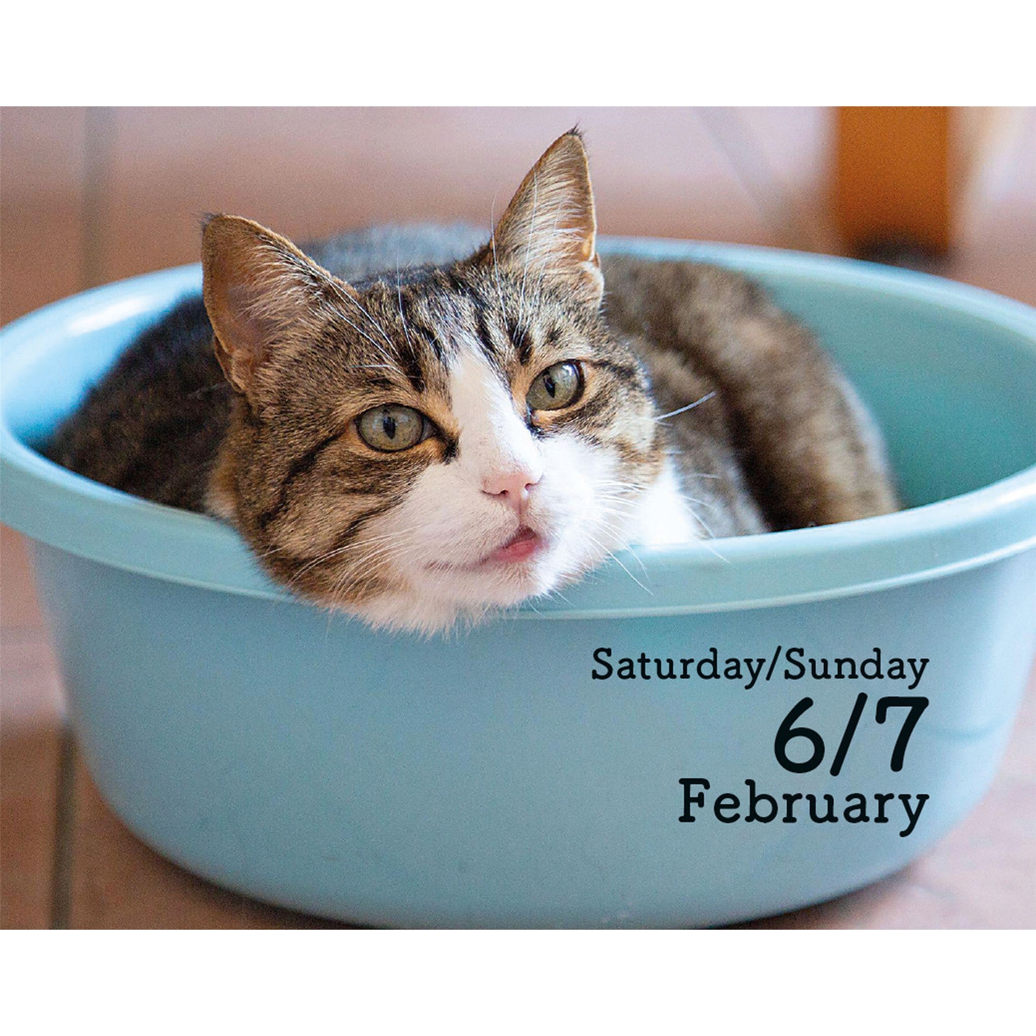Calendrier petit format Chats 2027