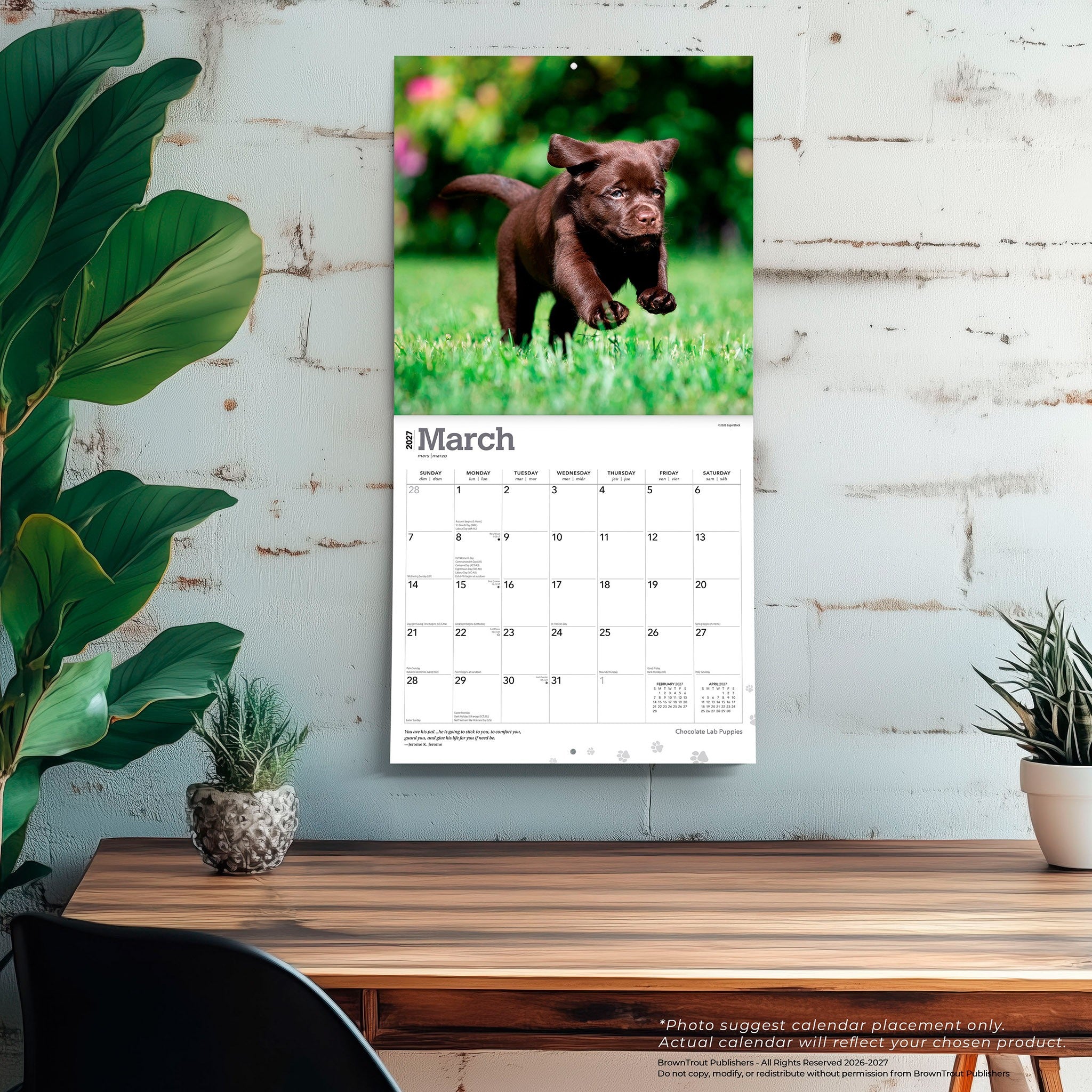 Chocolate Lab Puppies 2027 Wall Calendar