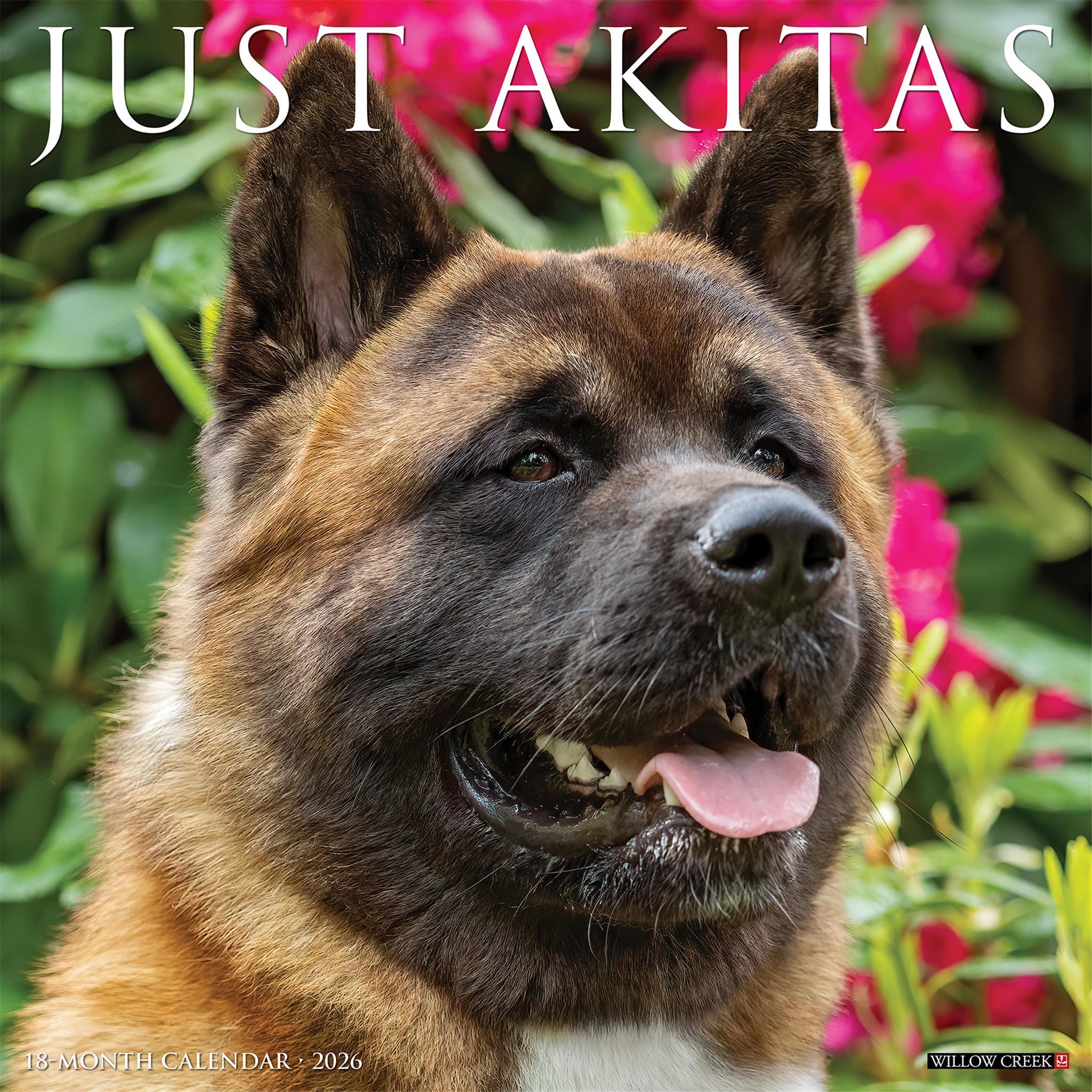 Calendrier mural Just Akitas 2026 - Disponible uniquement en ligne