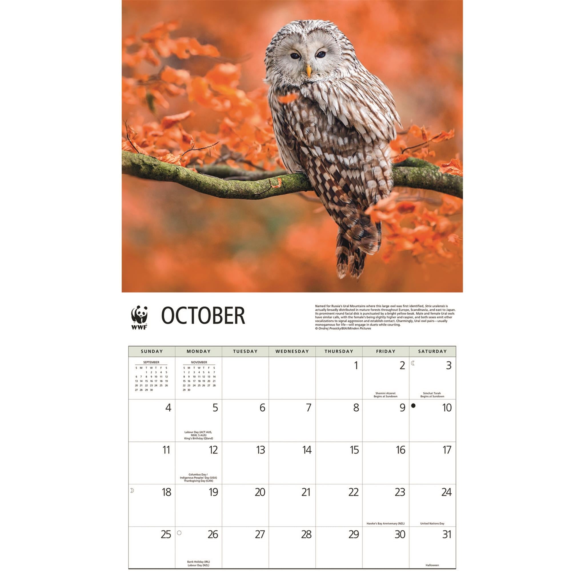 World Wildlife Fund Owls 2026 Wall Calendar