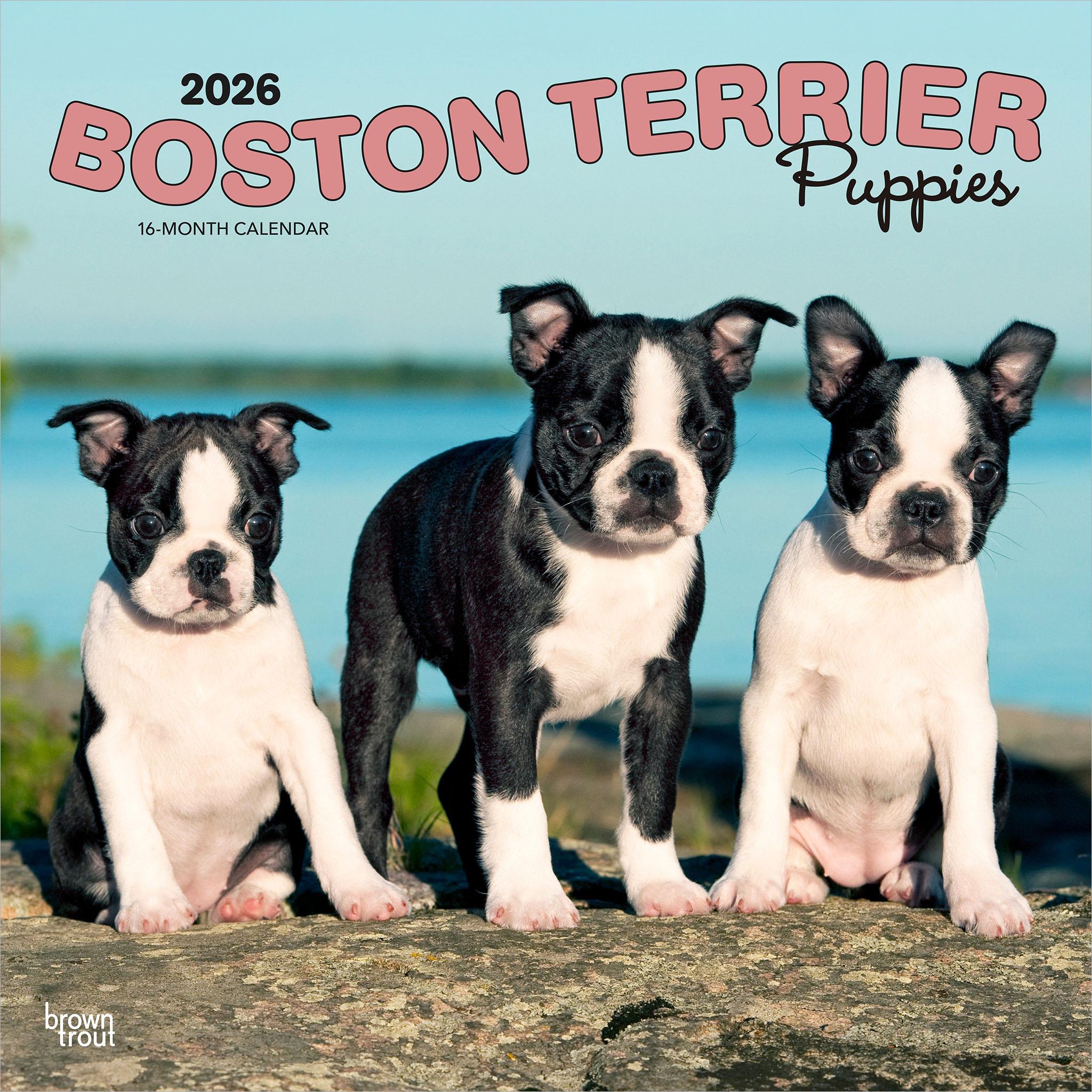 Calendrier mural 2026 des chiots Boston Terrier - Disponible uniquement en ligne