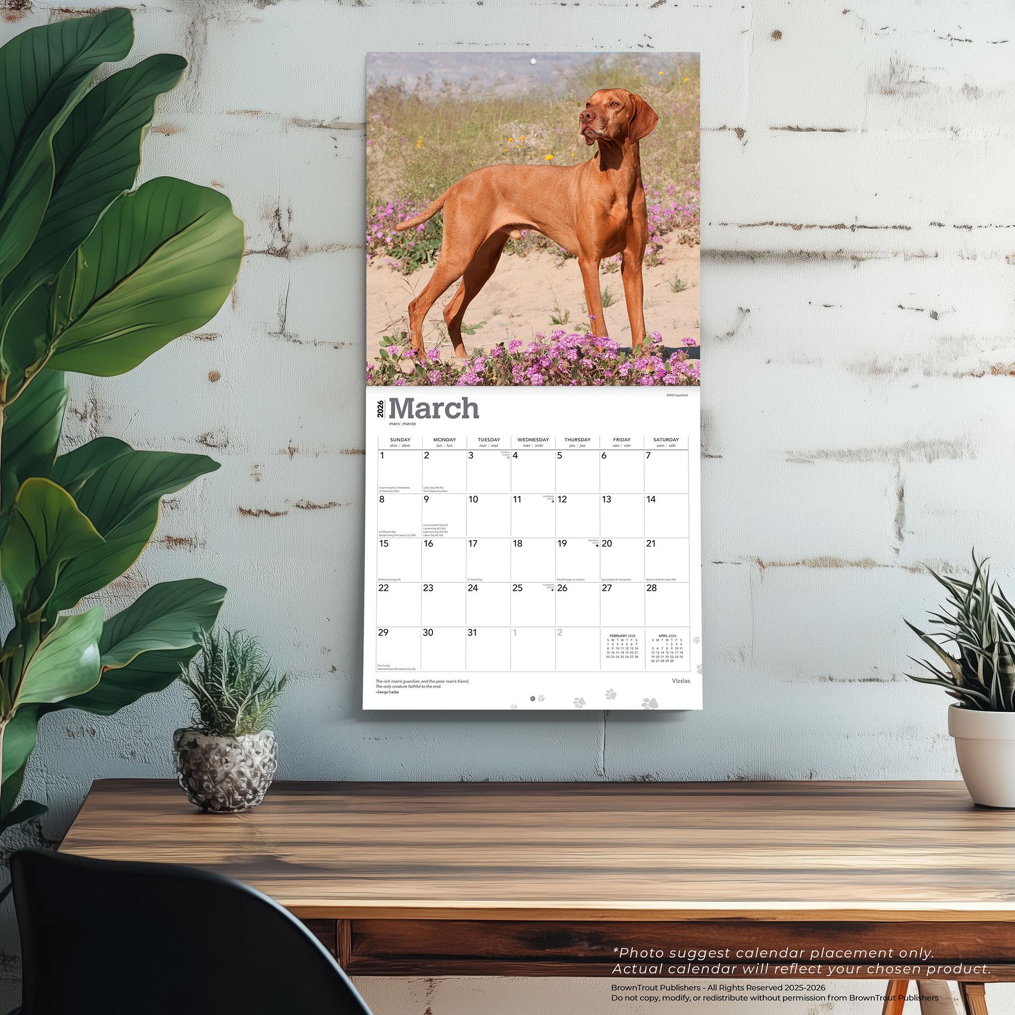 Vizslas 2026 Wall Calendar