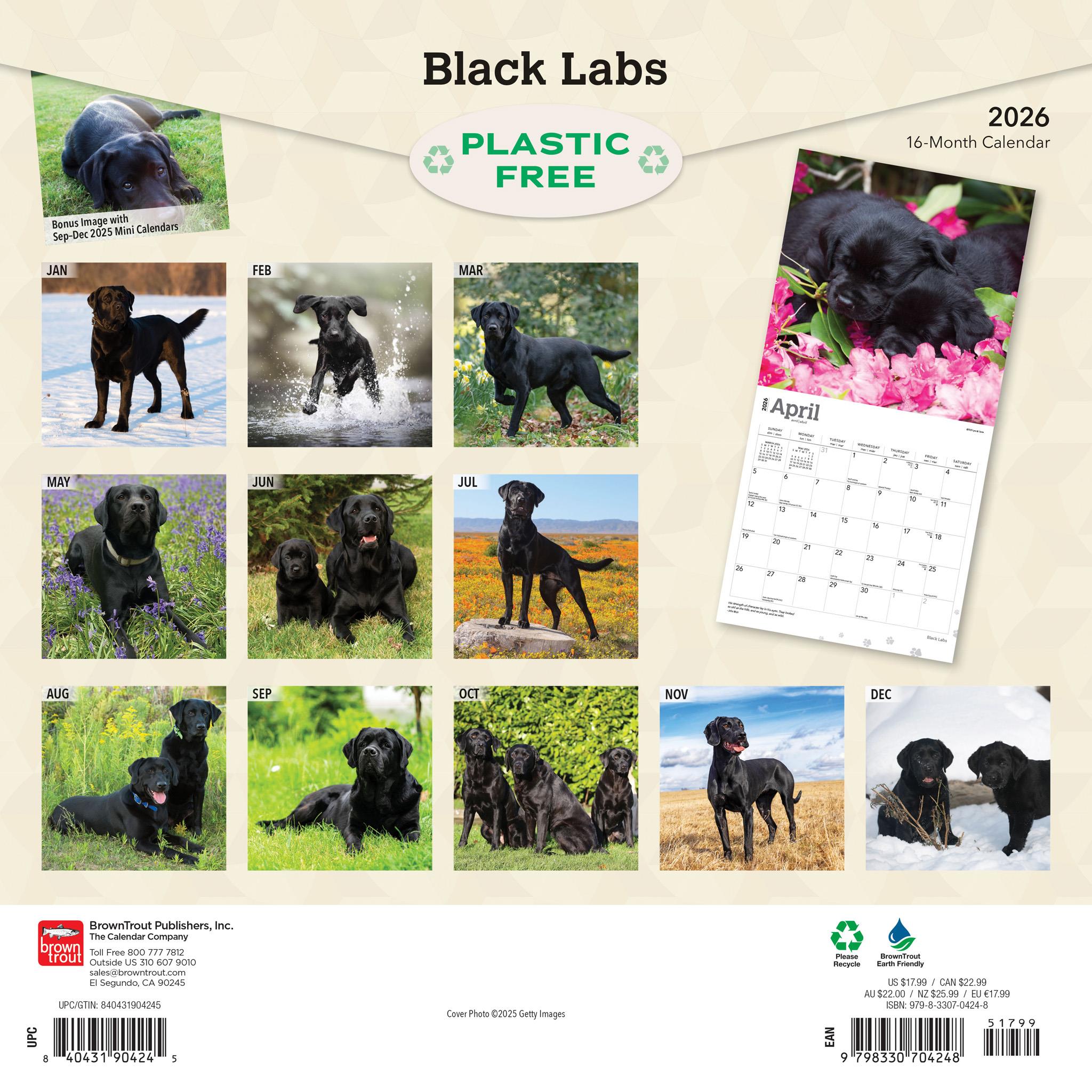 Calendrier mural Black Labs 2026