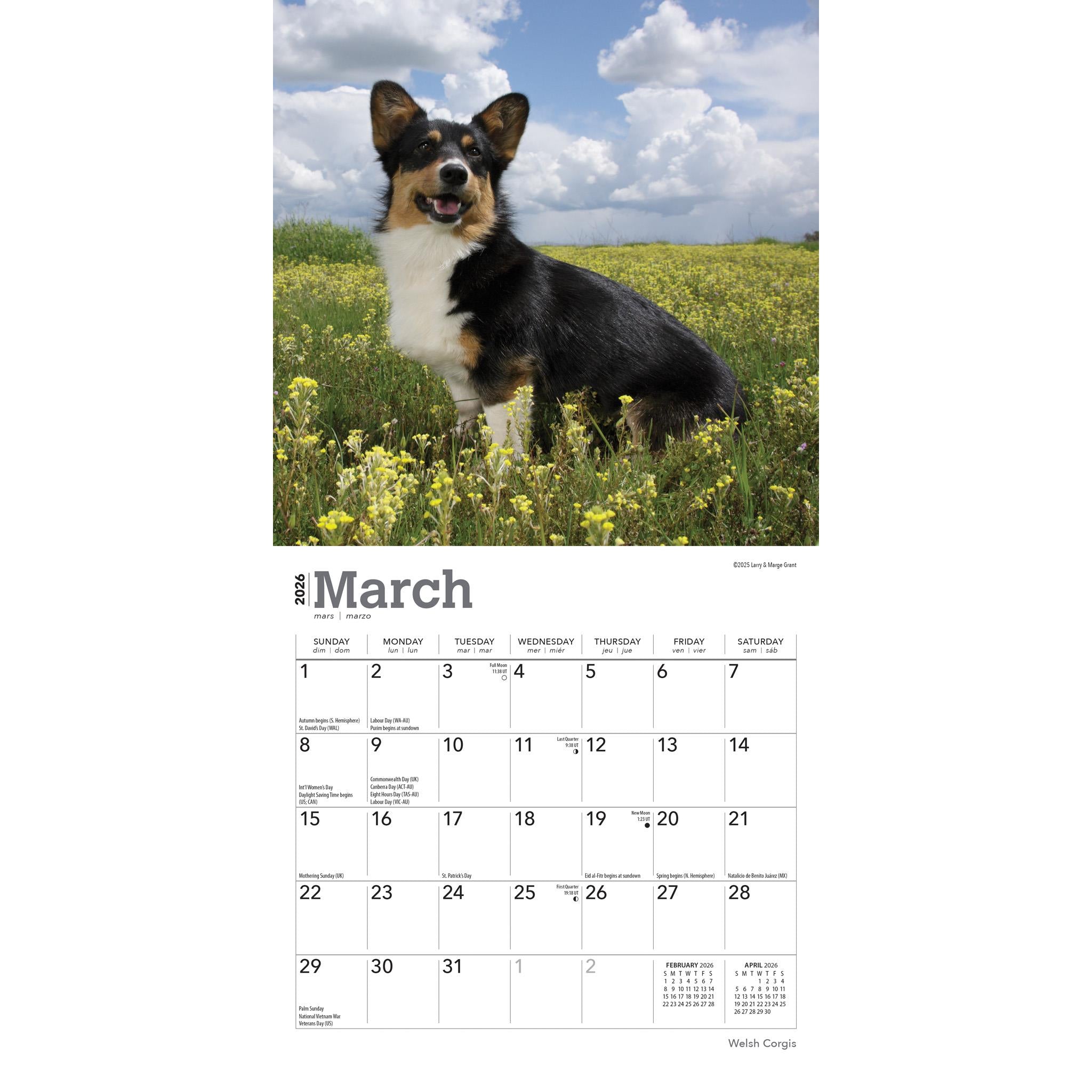 Welsh Corgis 2026 Mini Calendar