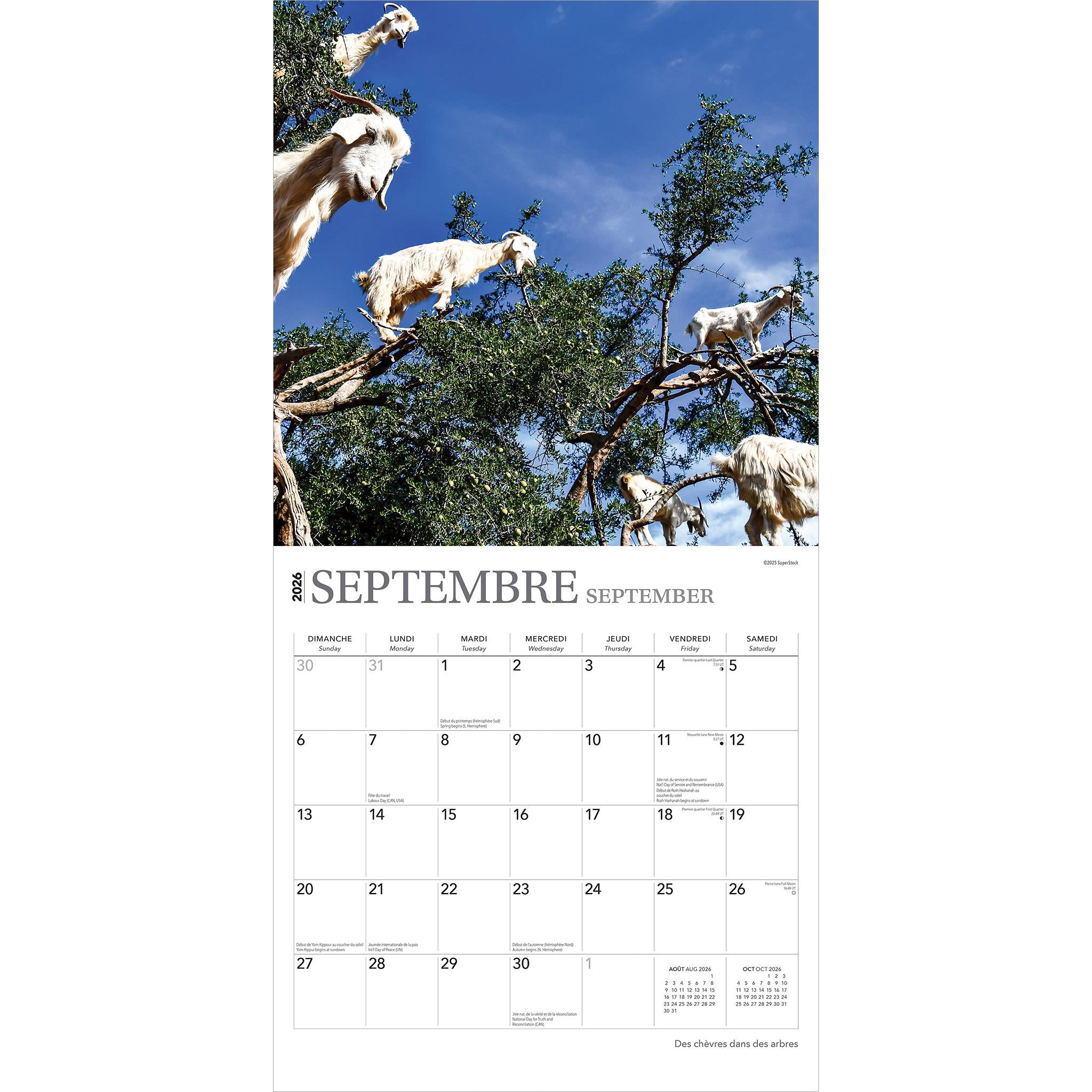 Des Chèvres Dans Des Arbres 2026 Wall Calendar (French)