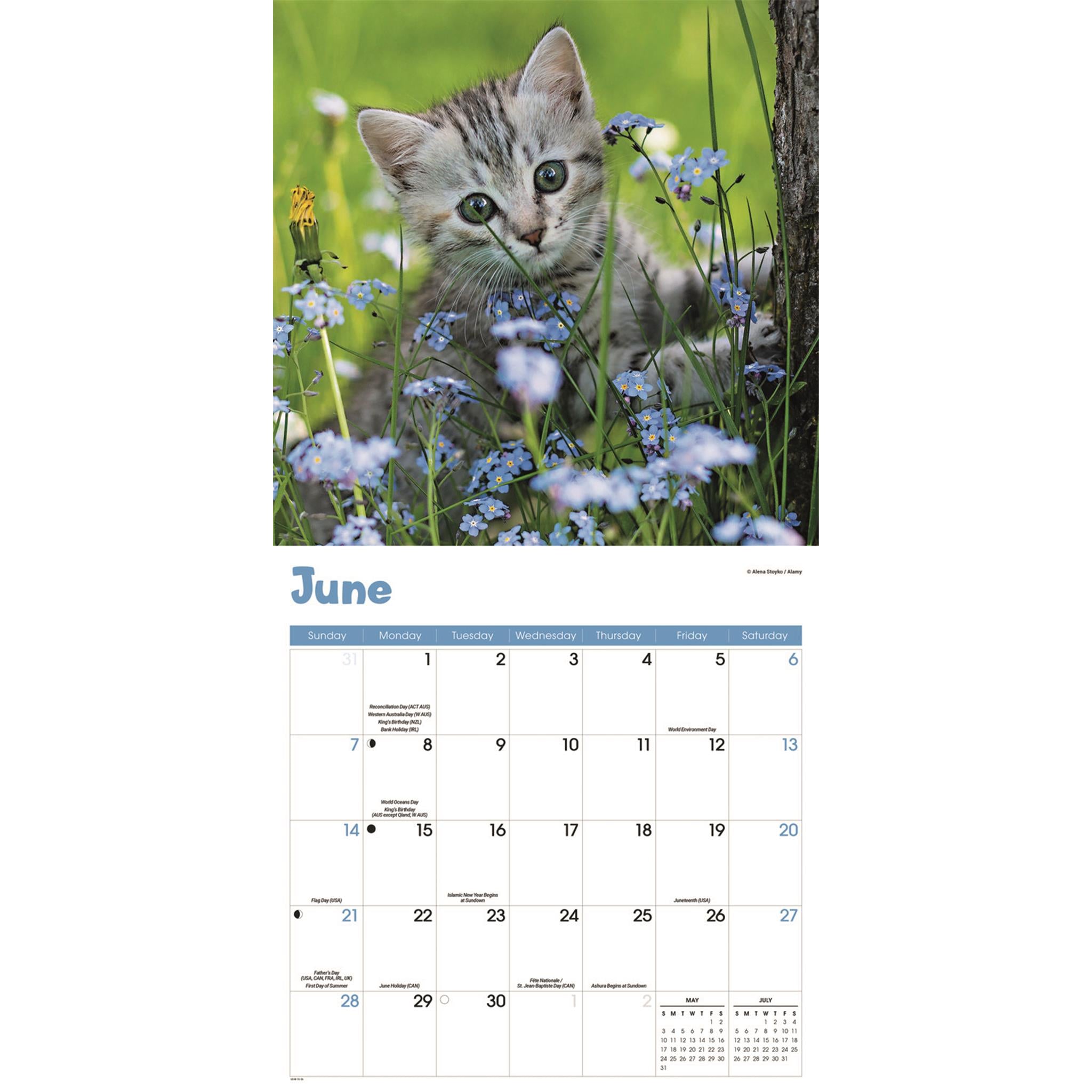 Curious Kittens 2026 Wall Calendar