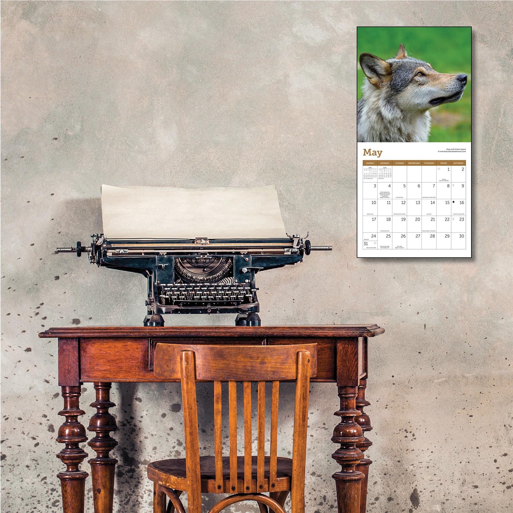 Mini-calendrier des loups 2026