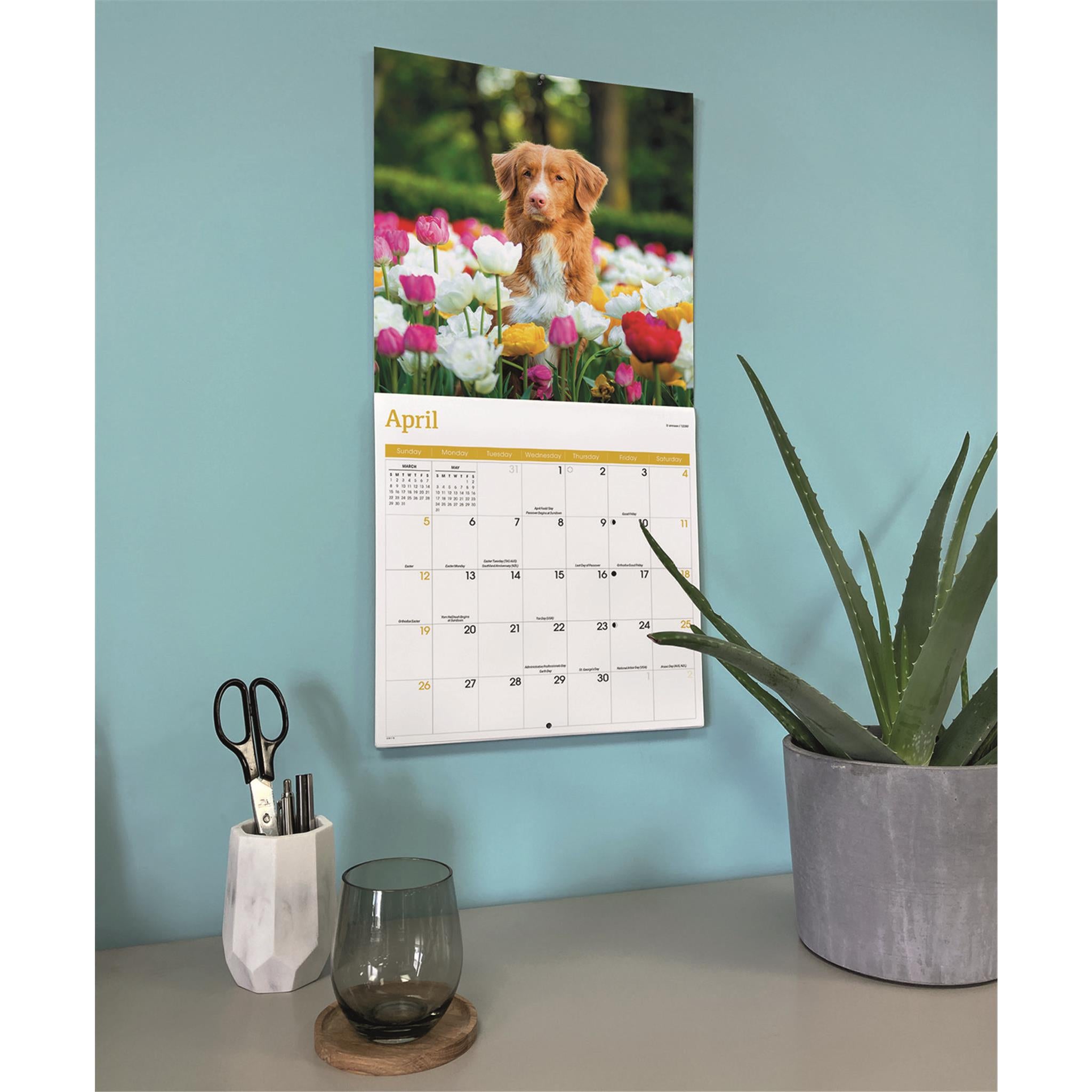 Calendrier mural 2026 du Retriever à tolling de la Nouvelle-Écosse