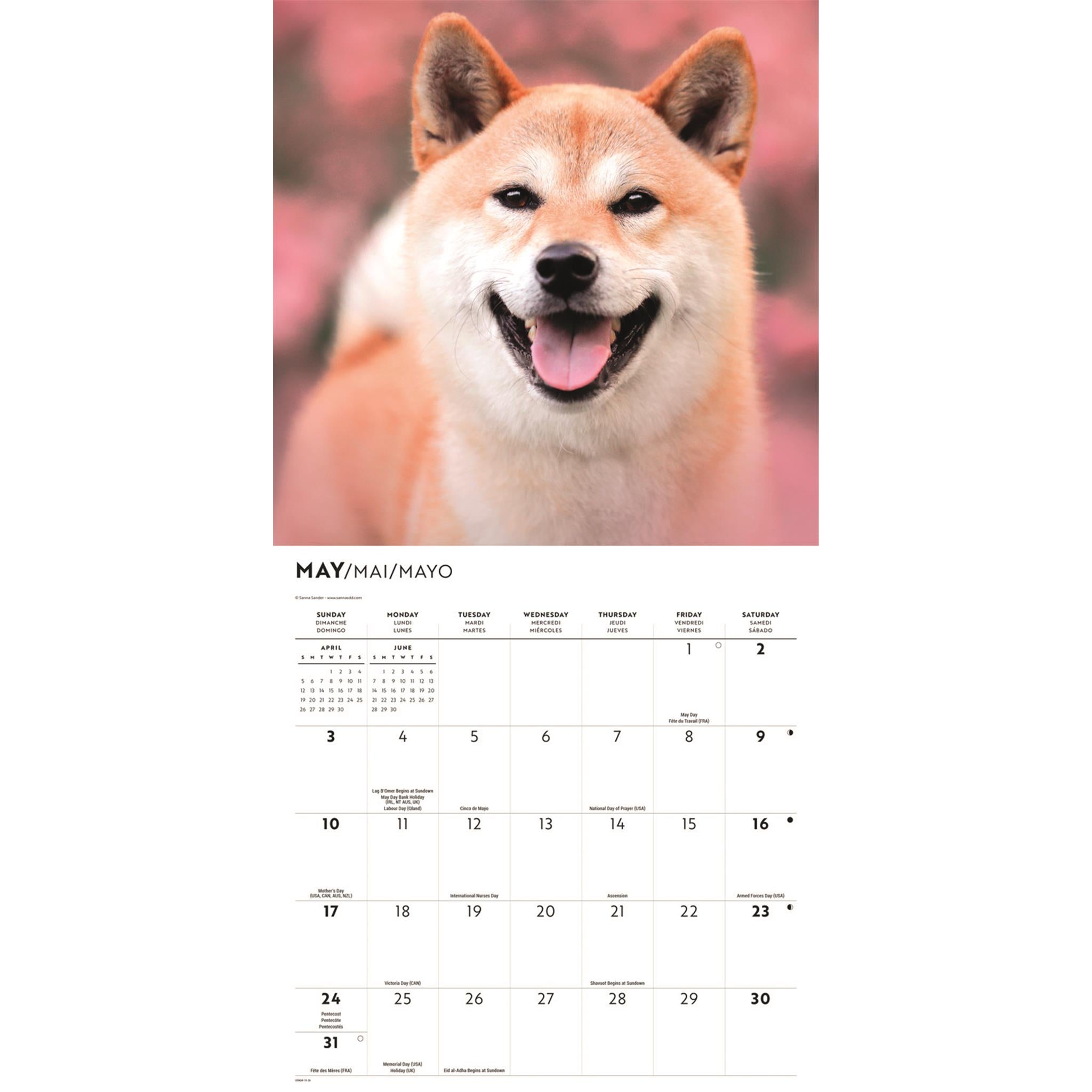 Calendrier mural Shiba Inu 2026