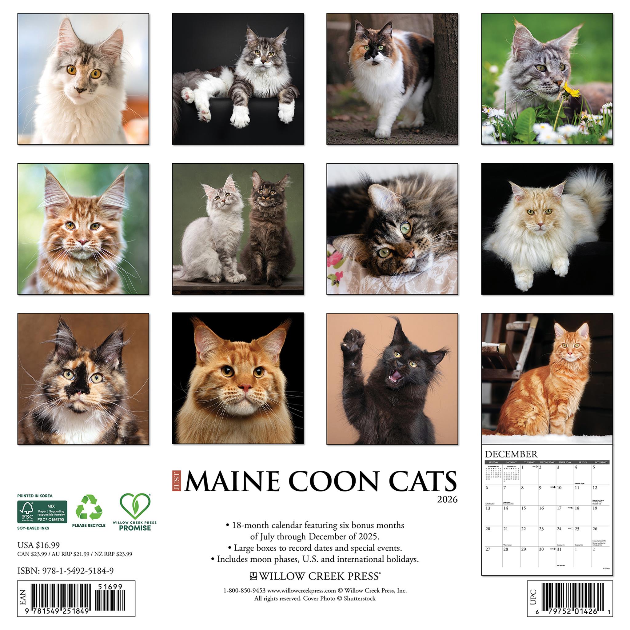 Calendrier mural 2026 des chats Maine Coon