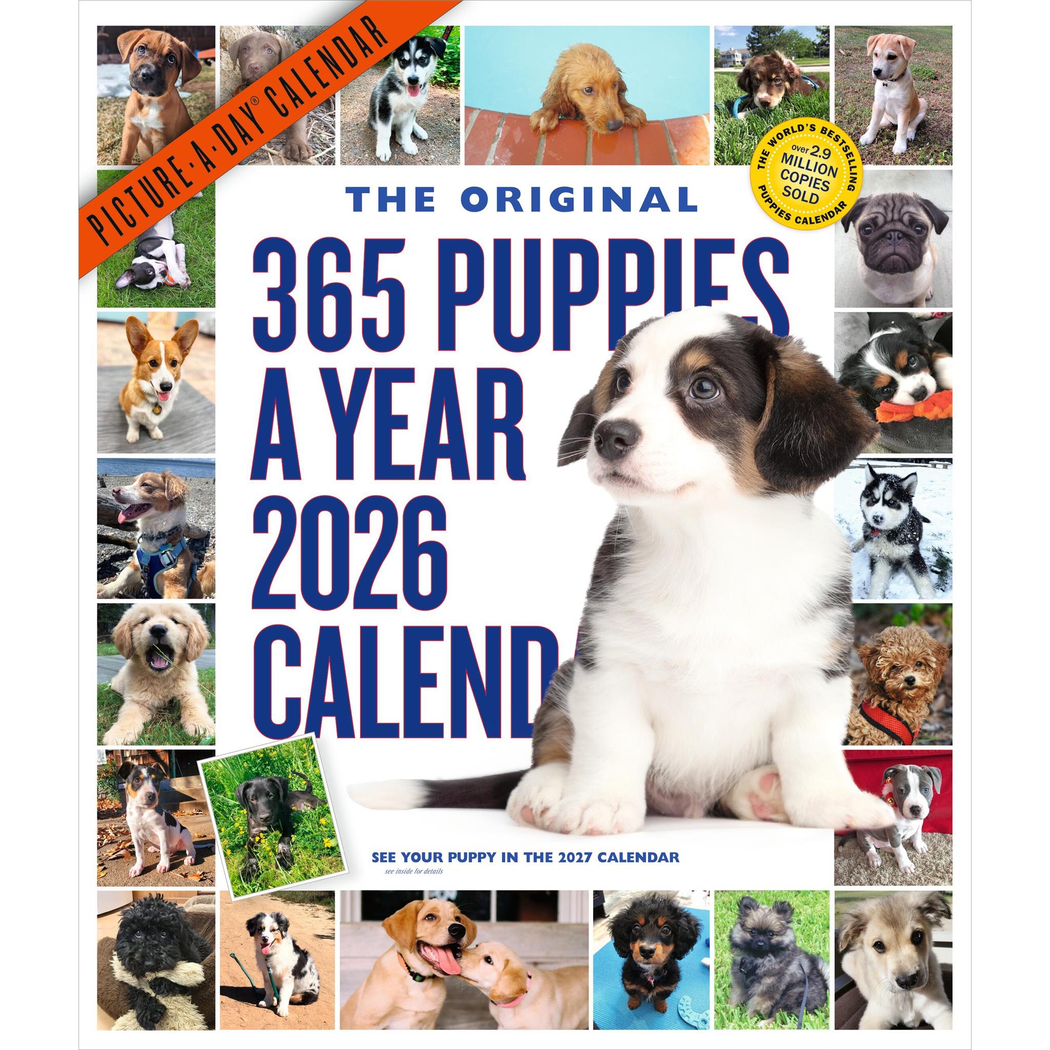 Calendrier mural Chiots 365 2026