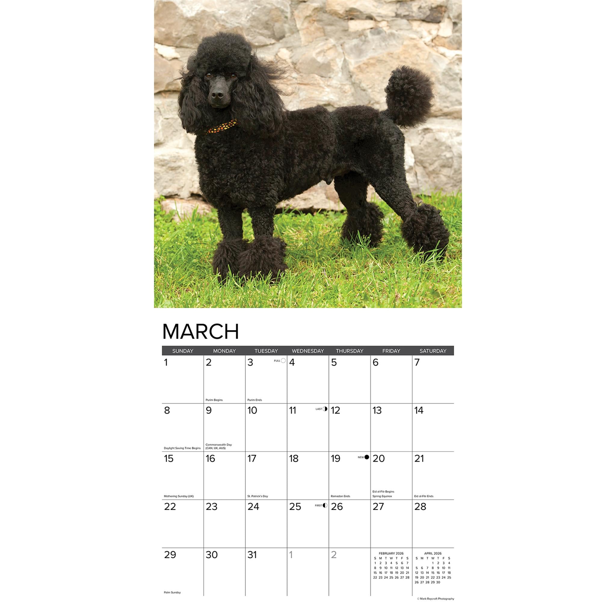 Calendrier mural 2026 Caniches nains et toy - Disponible uniquement en ligne