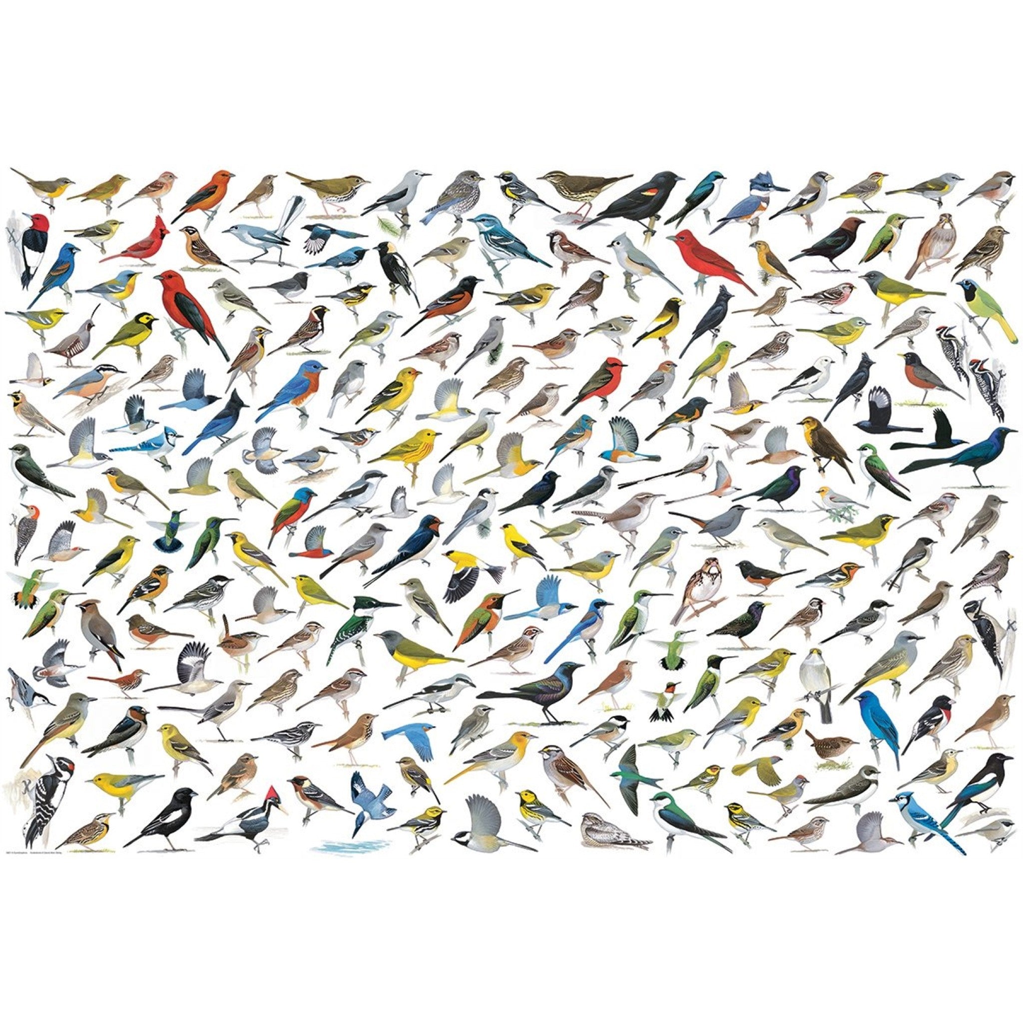 Le monde des oiseaux - Puzzle Sibley de 2000 pièces