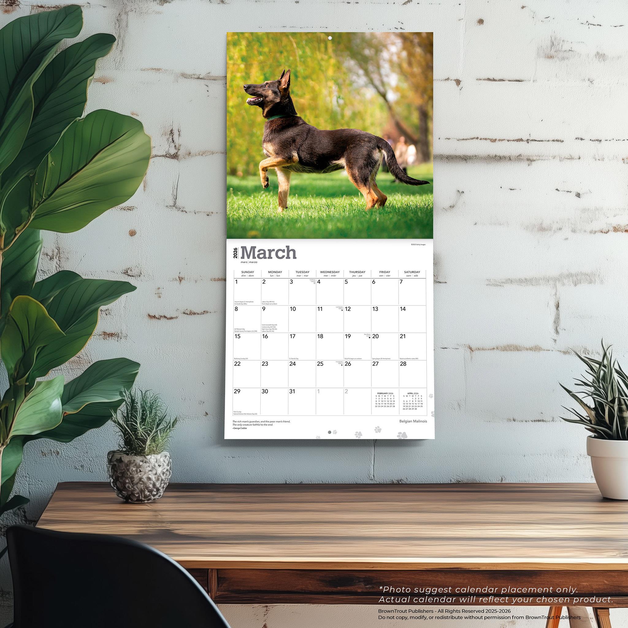 Belgian Malinois 2026 Wall Calendar - Online Only