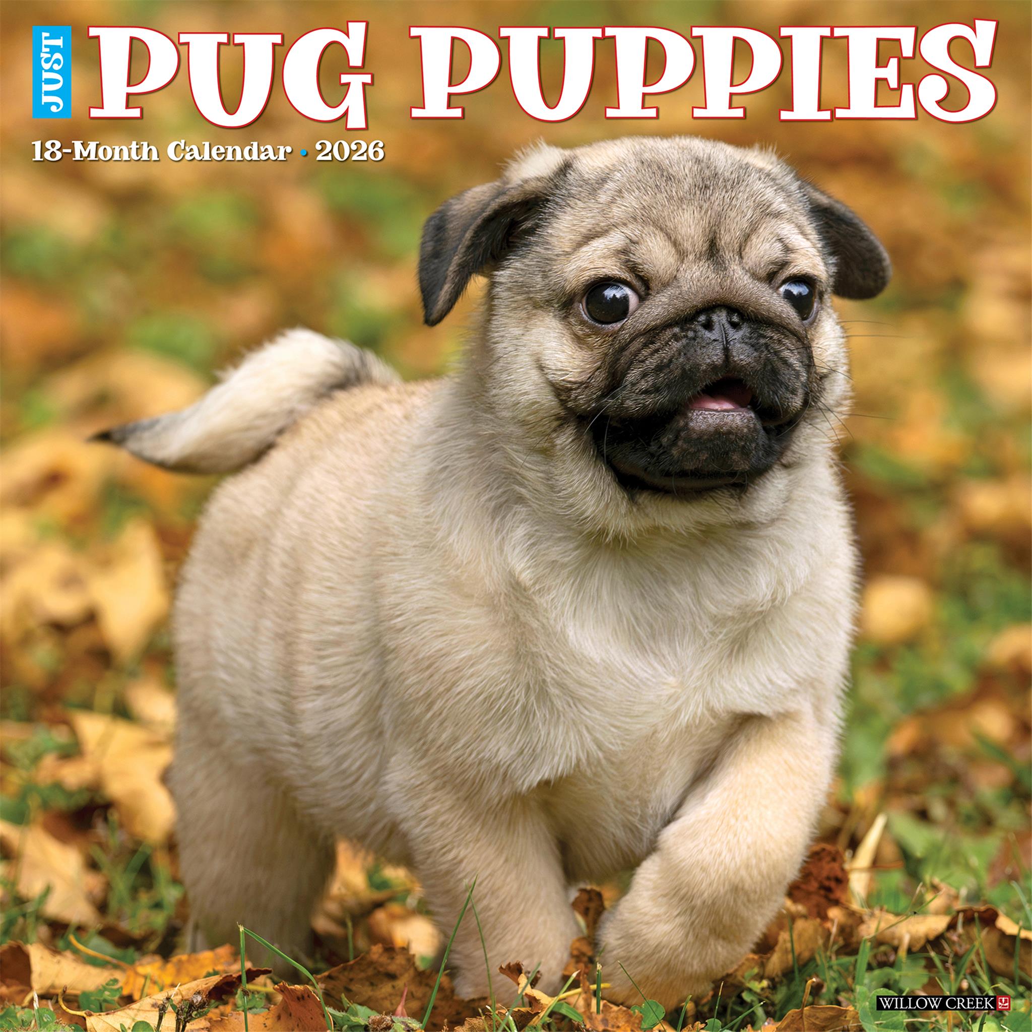 Pug Puppies 2026 Just Wall Calendar E27F3329 85CE 4E9C A5F3 