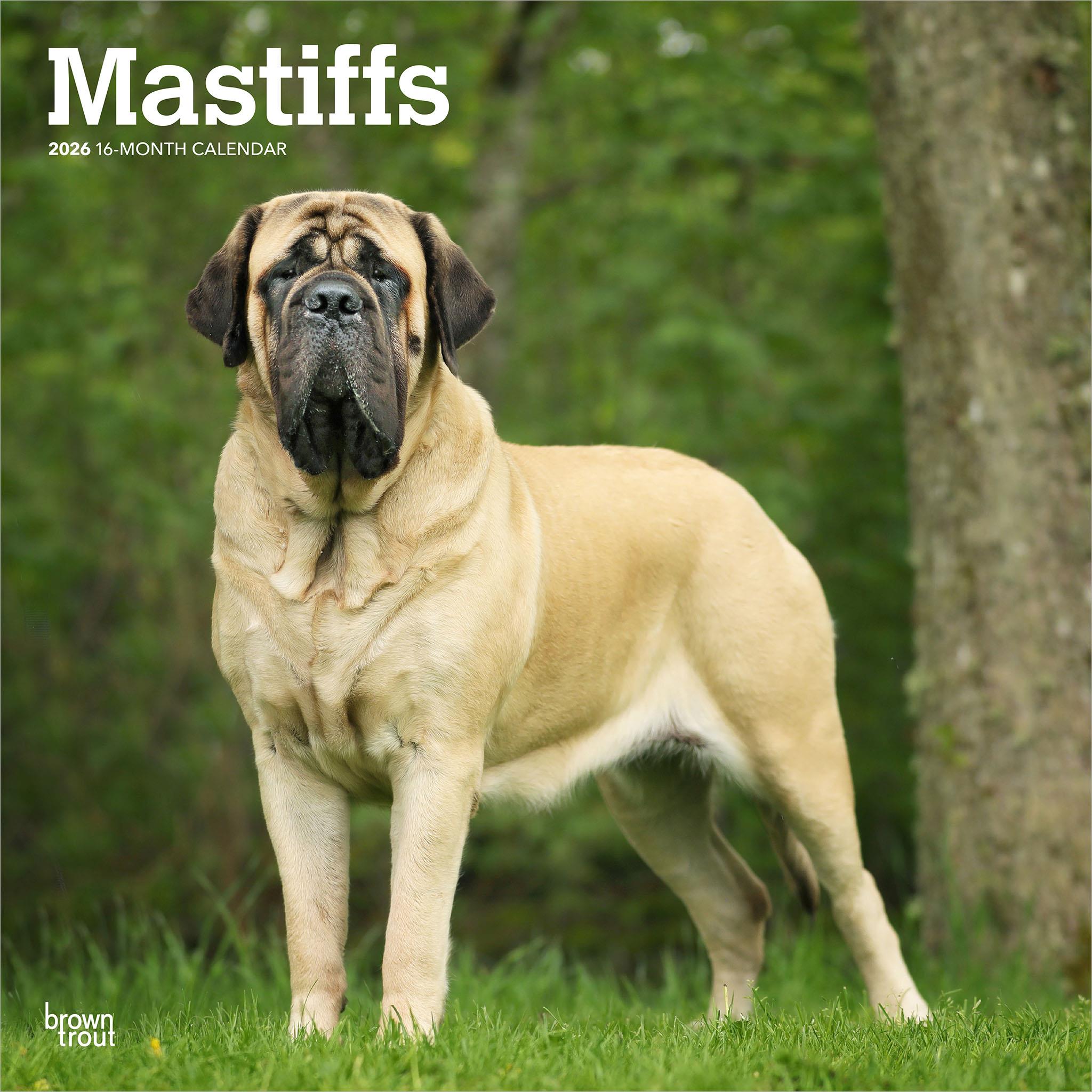 Calendrier mural Mastiffs 2026