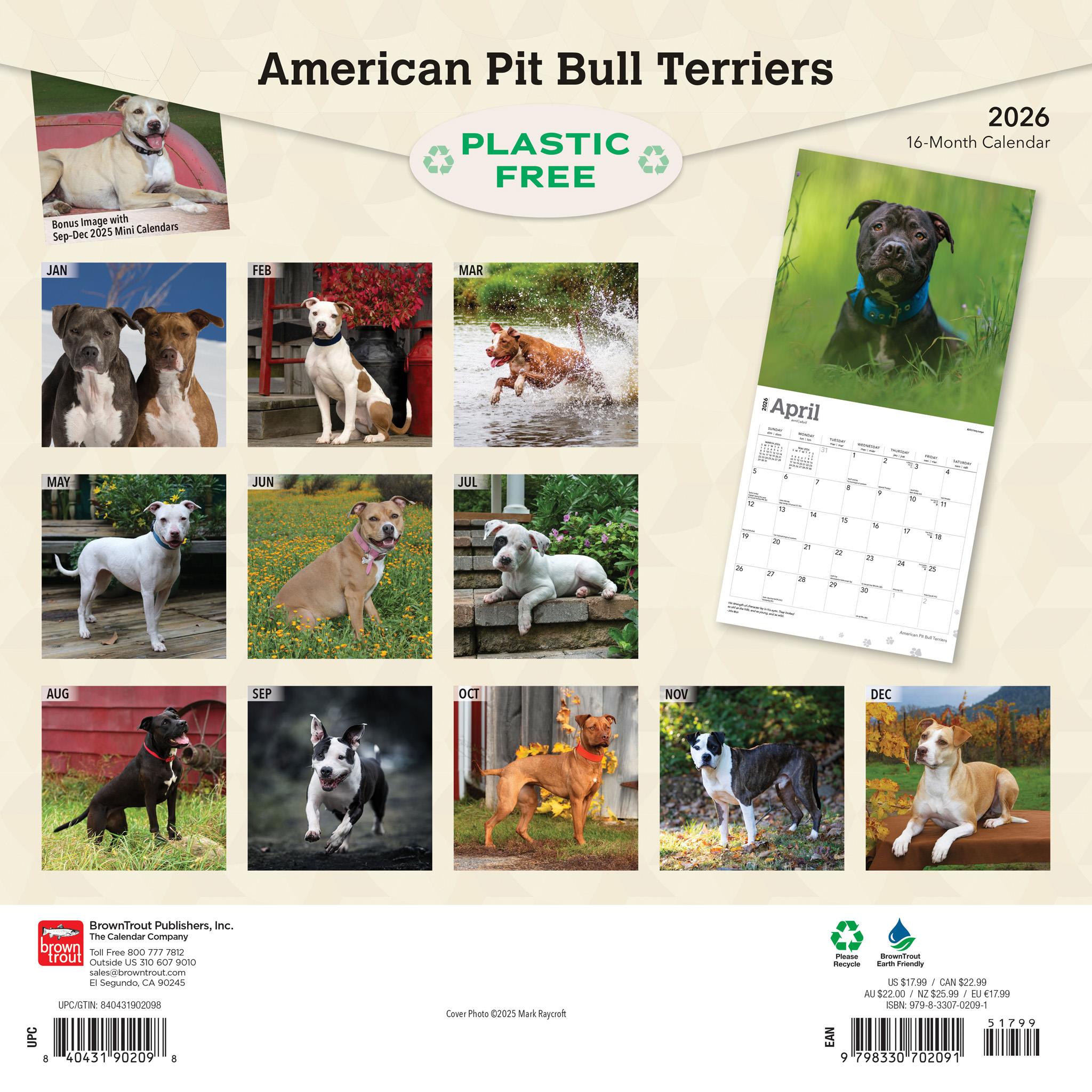 Calendrier mural 2026 des American Pit Bull Terriers