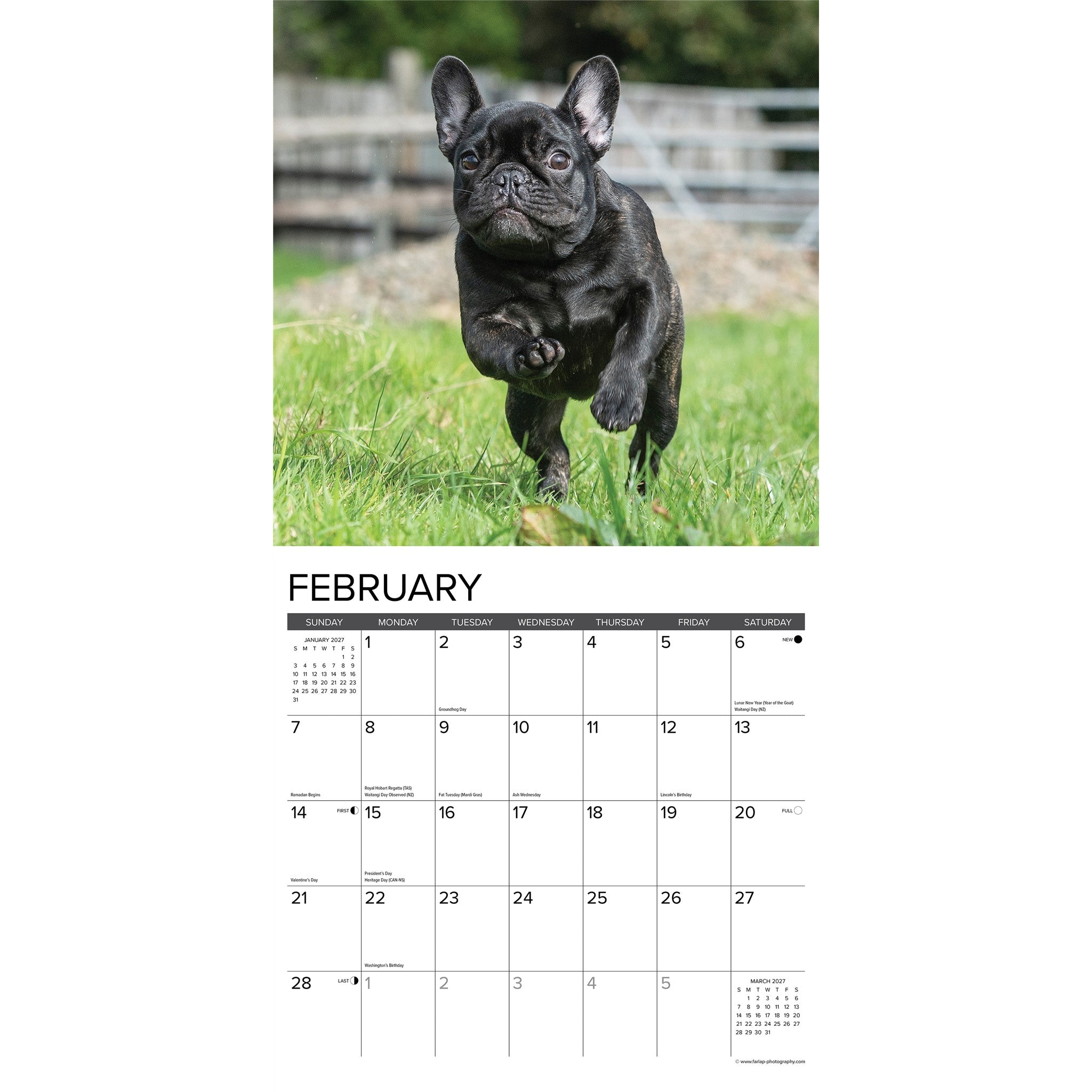 French Bulldogs 2027 Wall Calendar