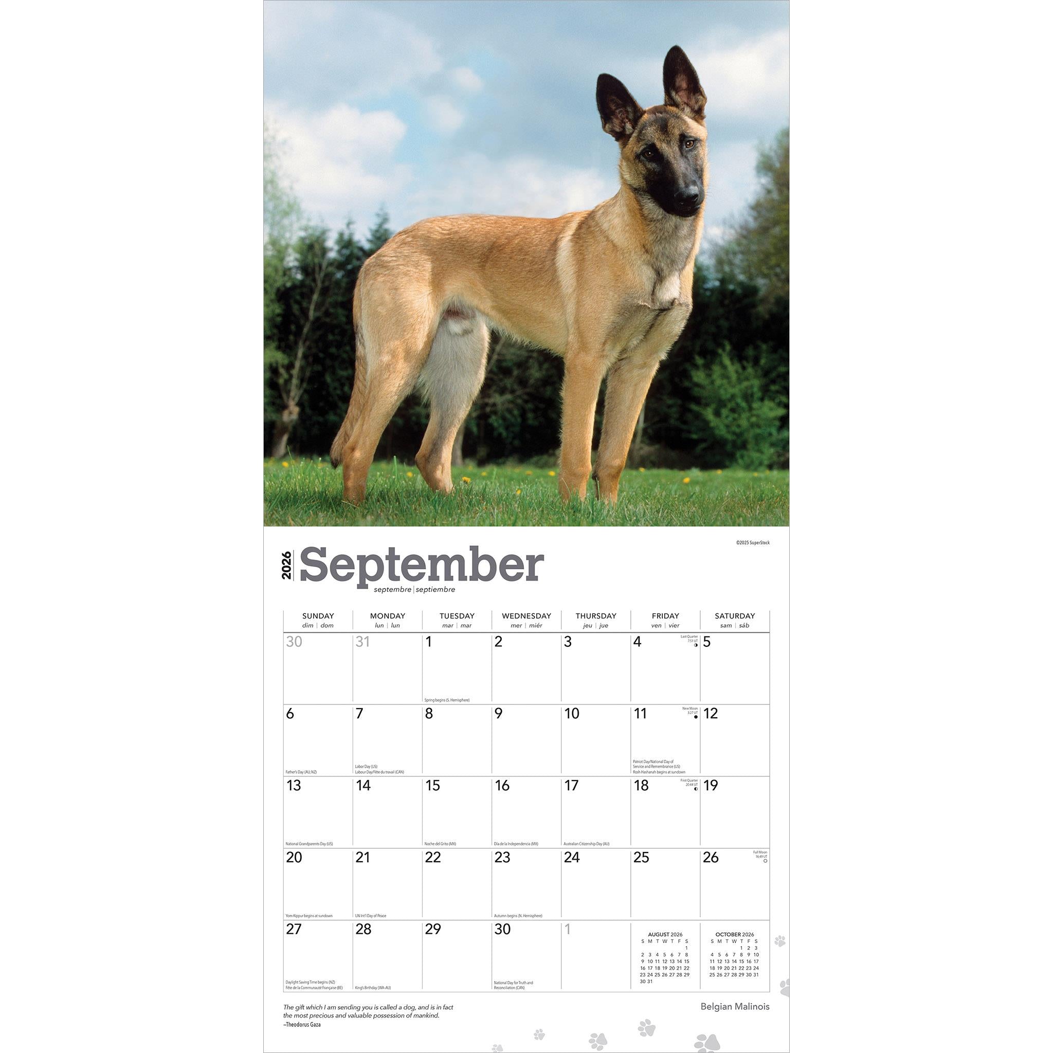 Belgian Malinois 2026 Wall Calendar - Online Only