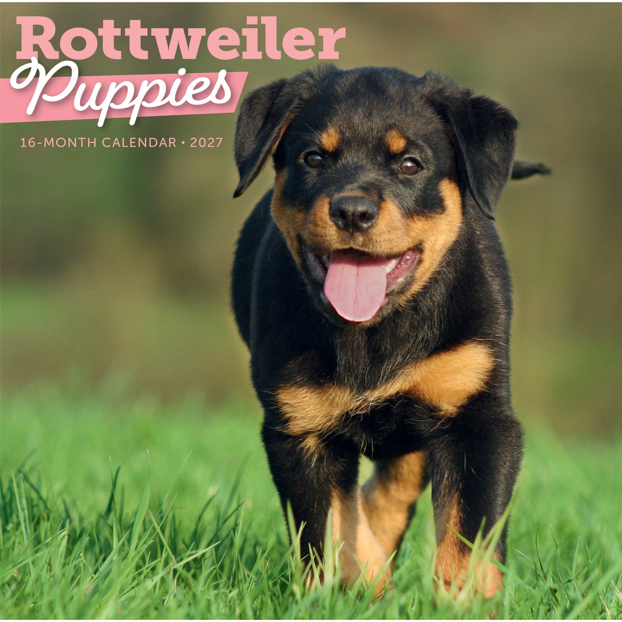 Calendrier mural chiots Rottweiler 2027