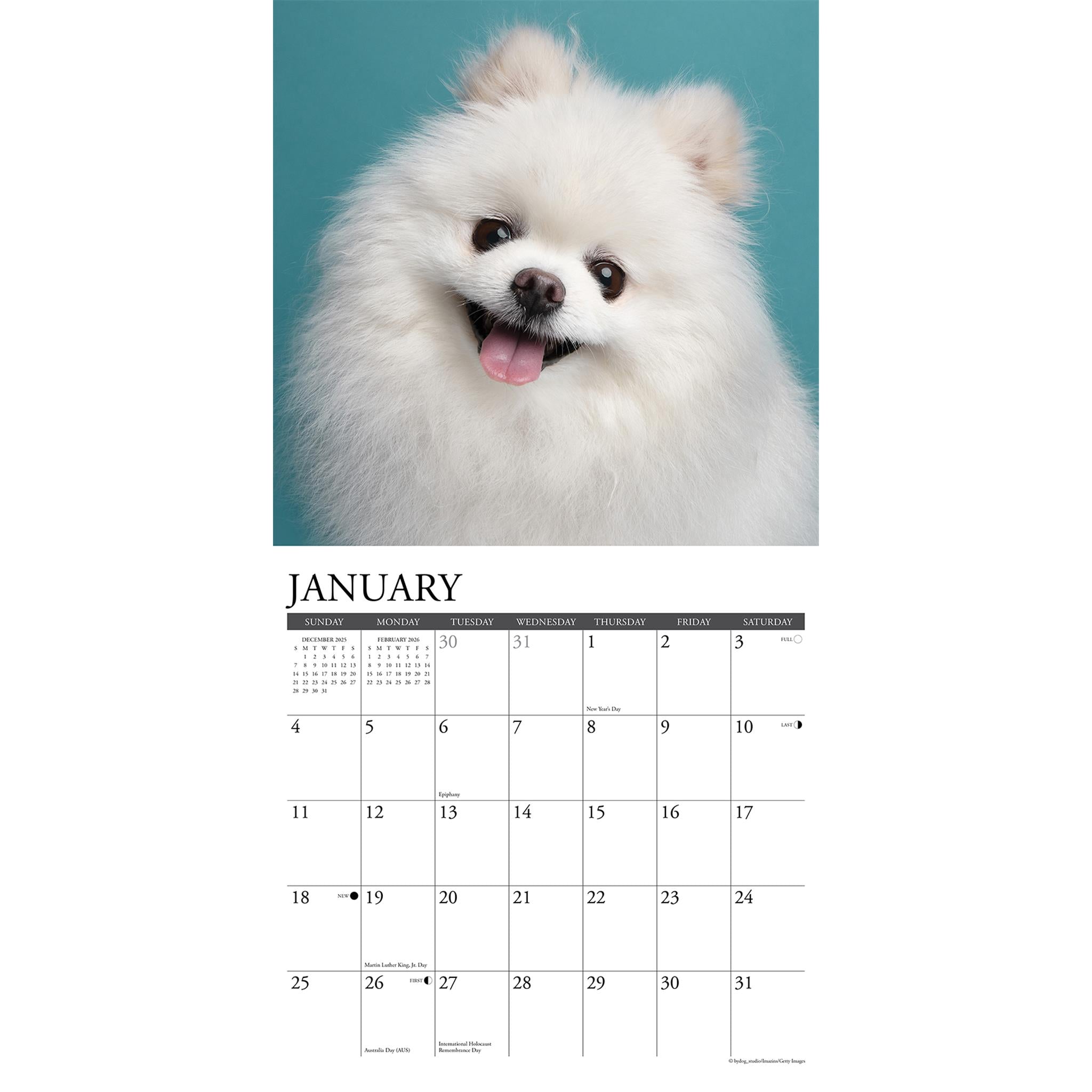 Calendrier mural Just Pomeranians 2026