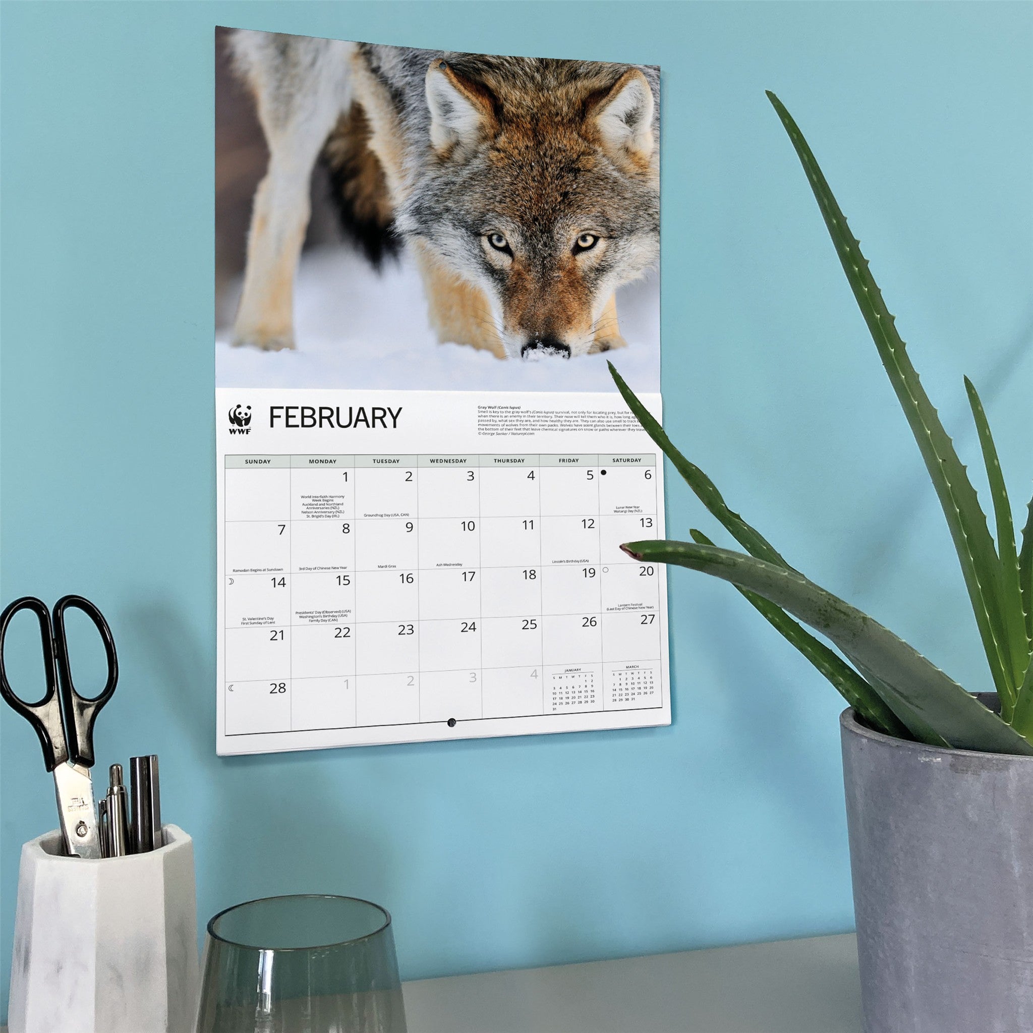 Calendrier mural Loups 2027 du Fonds mondial pour la nature