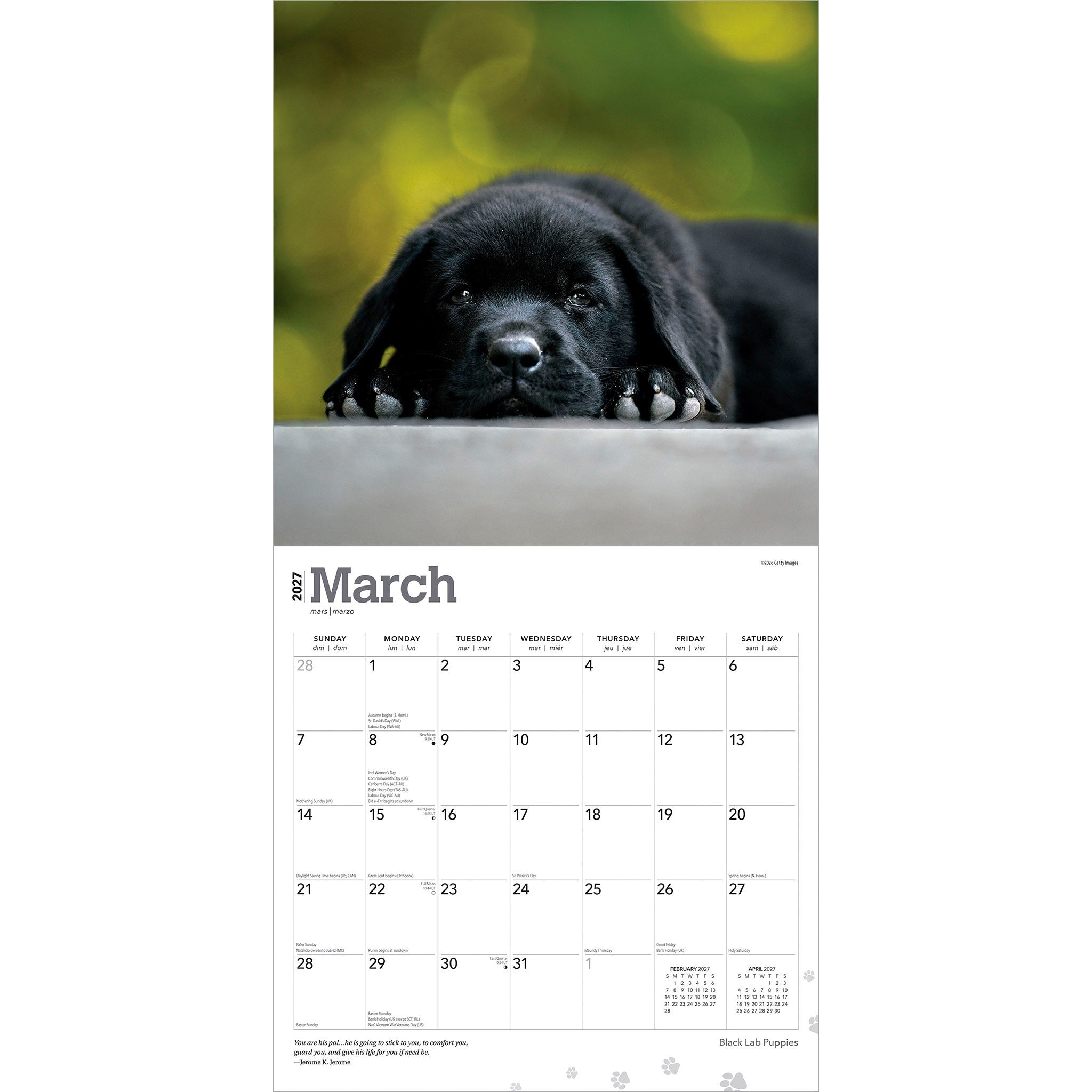Black Lab Puppies 2027 Wall Calendar