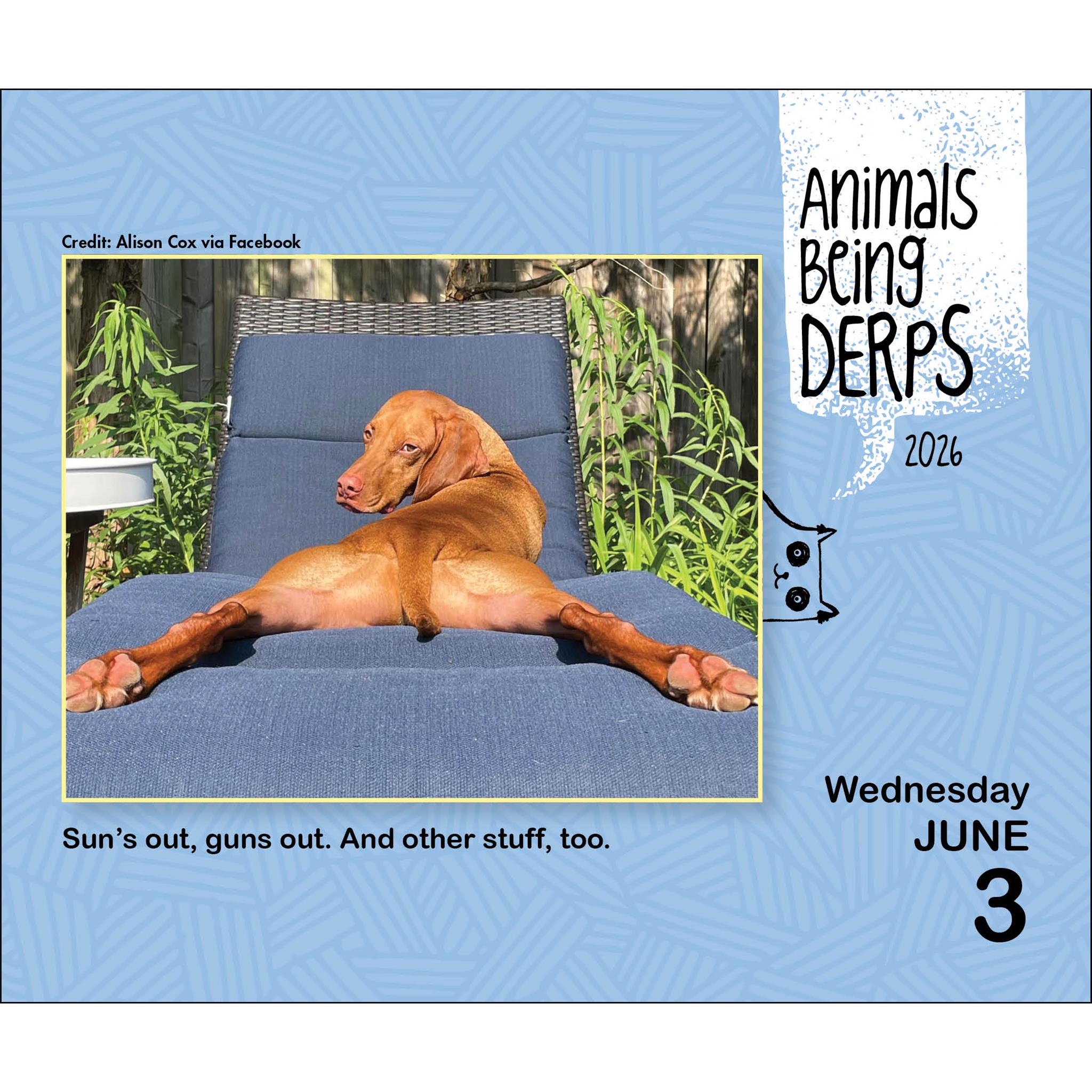 Calendrier de la boîte Animaux Bêtises 2026