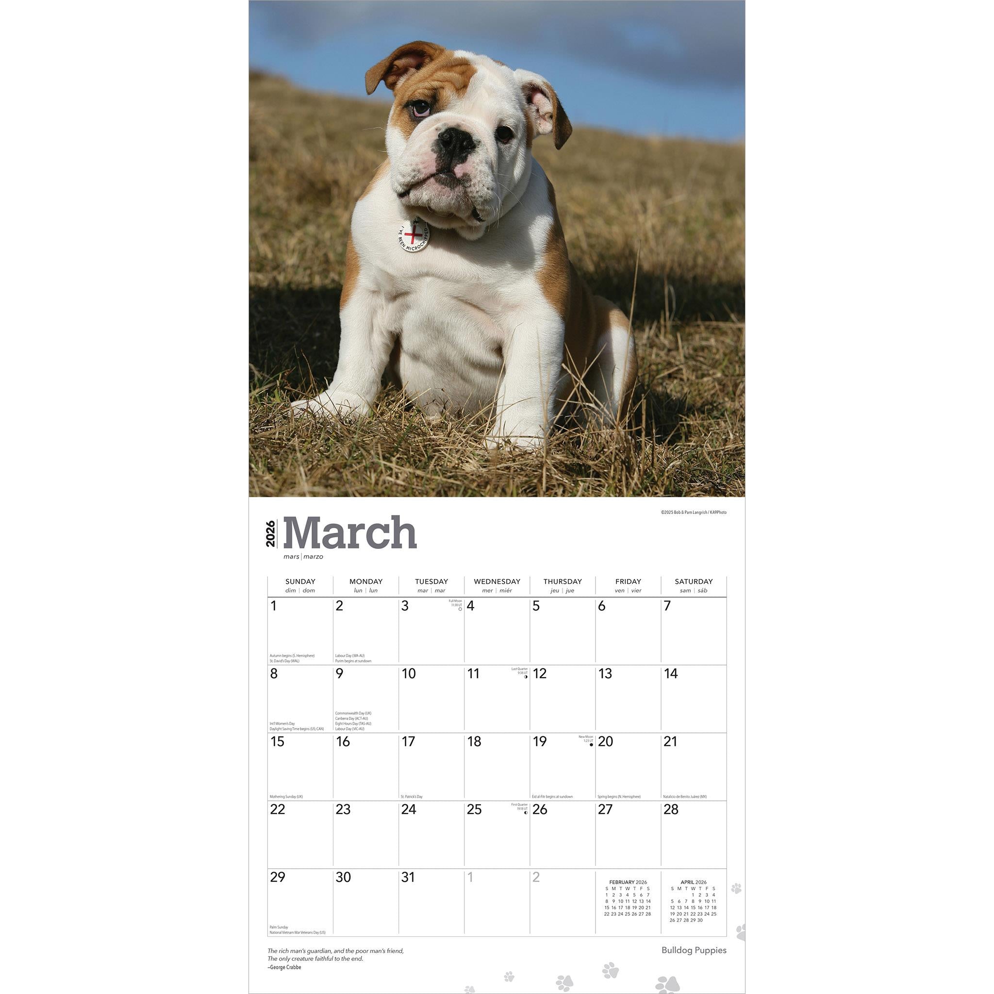 Calendrier mural 2026 Chiots Bouledogue - Disponible uniquement en ligne