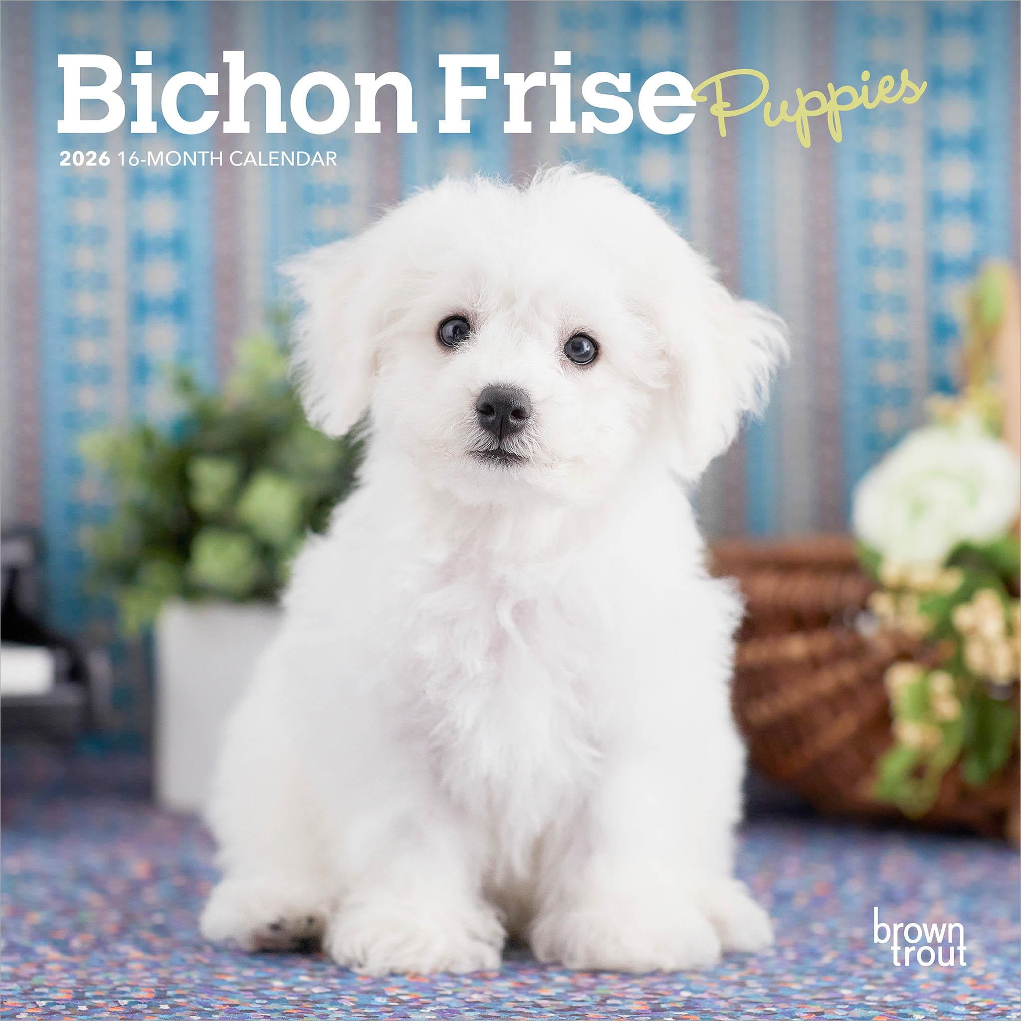 Mini calendrier 2026 pour chiots Bichon Frise