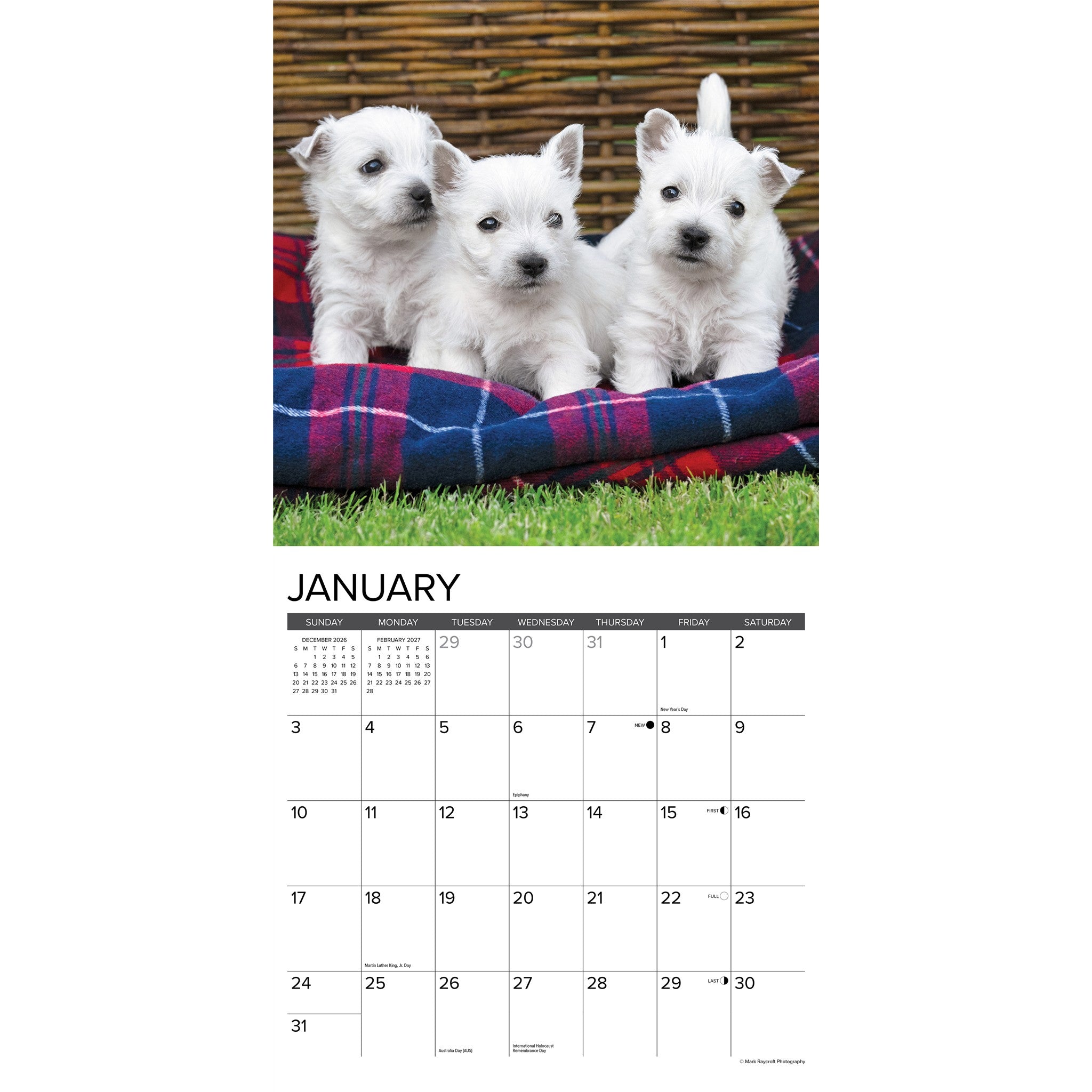 Westie Puppies 2027 Wall Calendar - Online Only