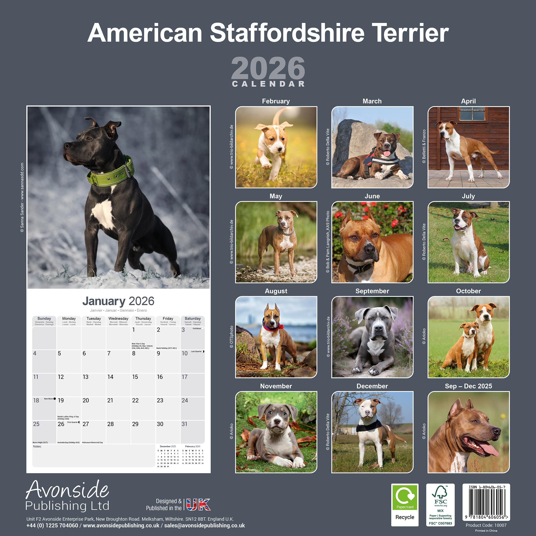 Calendrier mural 2026 American Staffordshire Terrier - Disponible uniquement en ligne