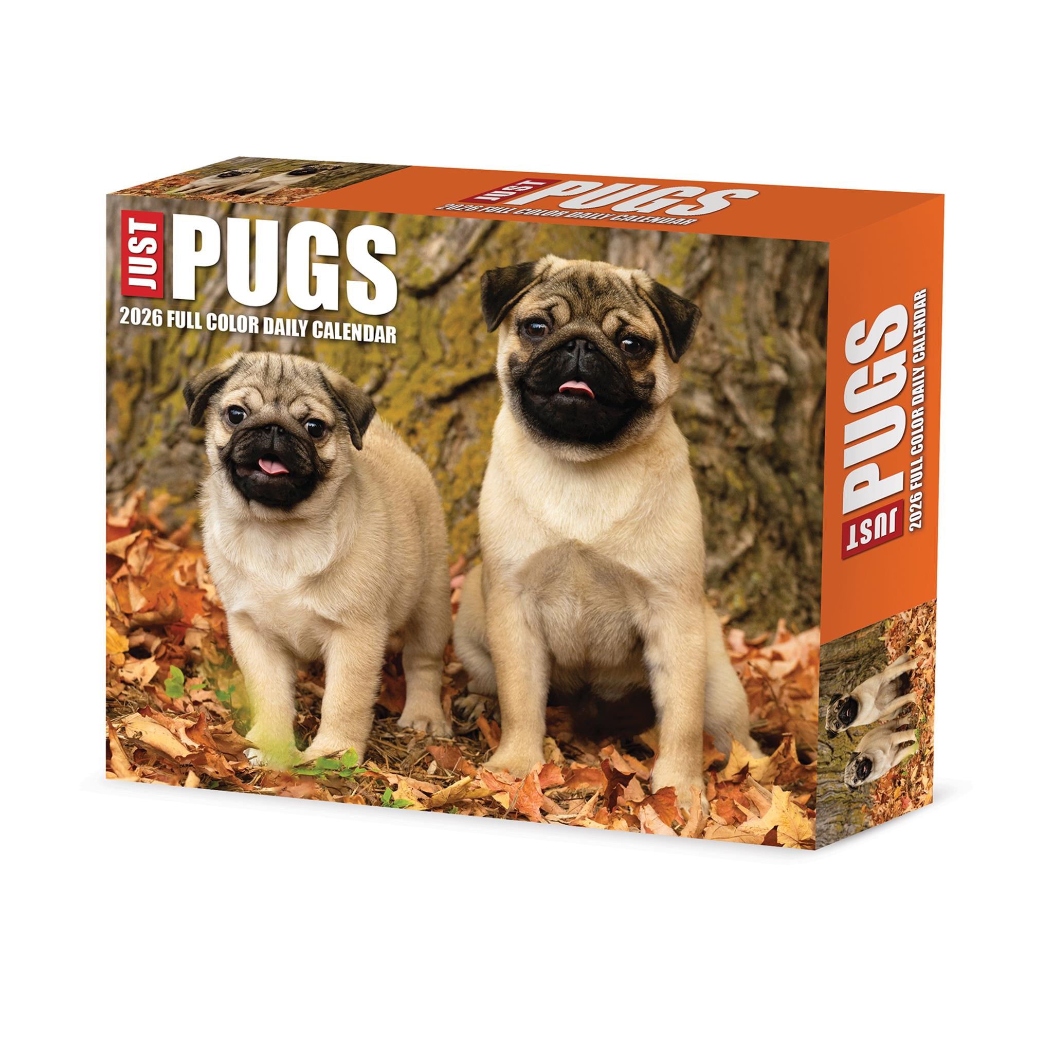 Calendrier Just Pugs 2026 en boîte - Disponible uniquement en ligne