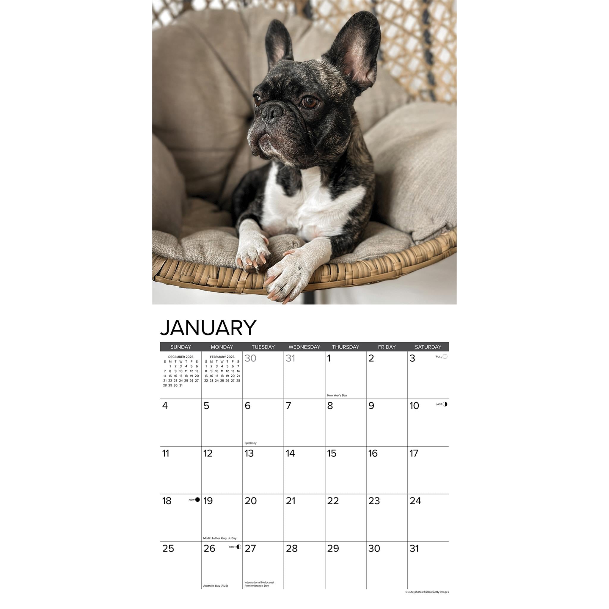 Calendrier mural 2026 « Just French Bulldogs »