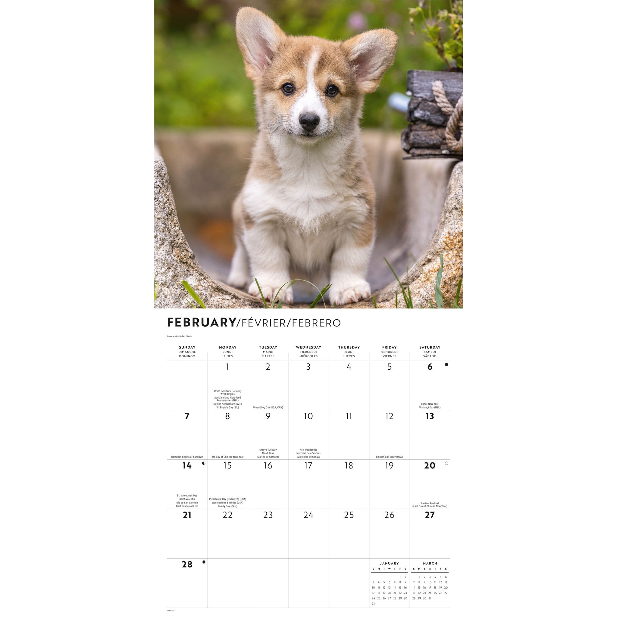 Calendrier mural chiots Corgi 2027