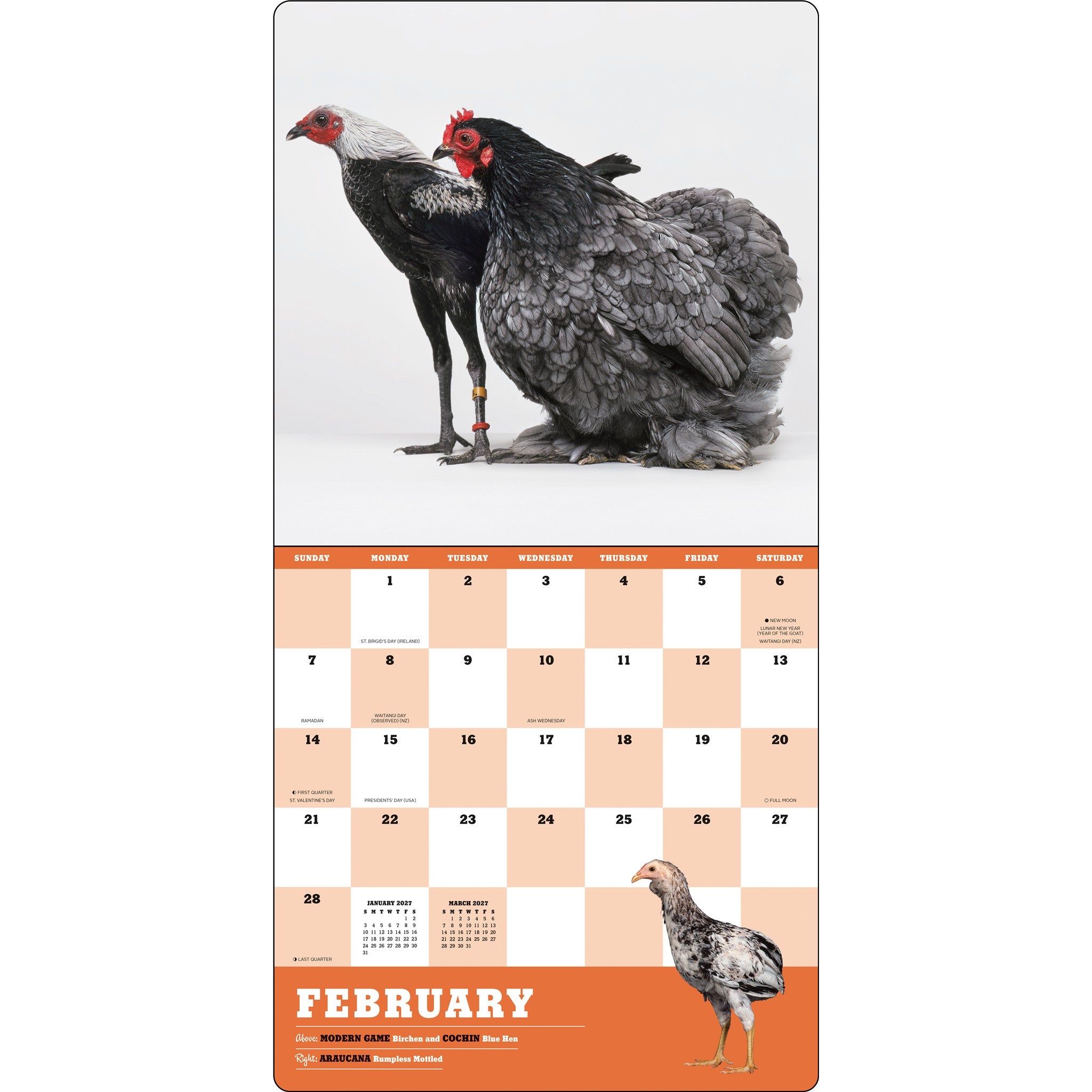 Extraordinary Chickens 2027 Wall Calendar