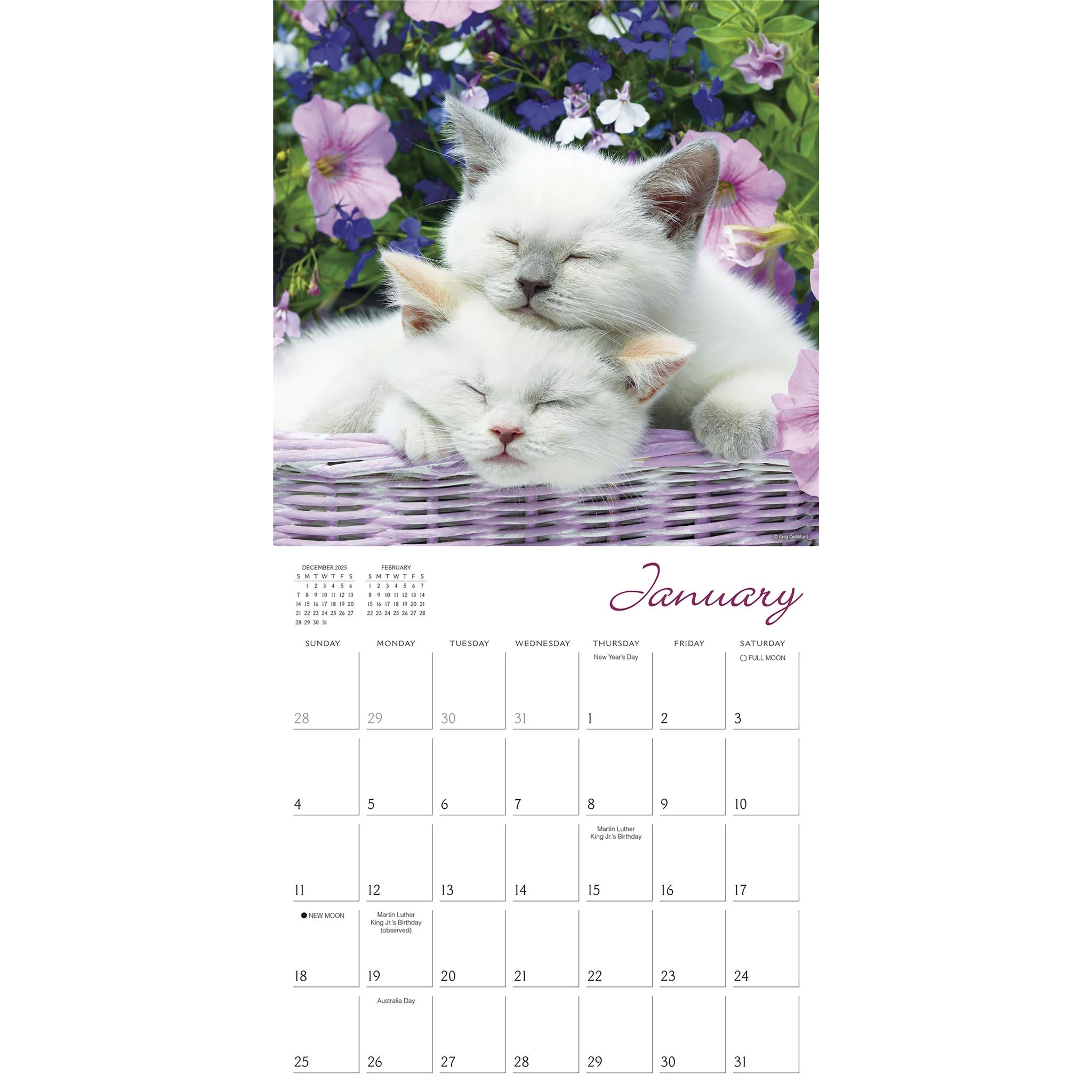 Cat Naps 2026 Wall Calendar - Online Only
