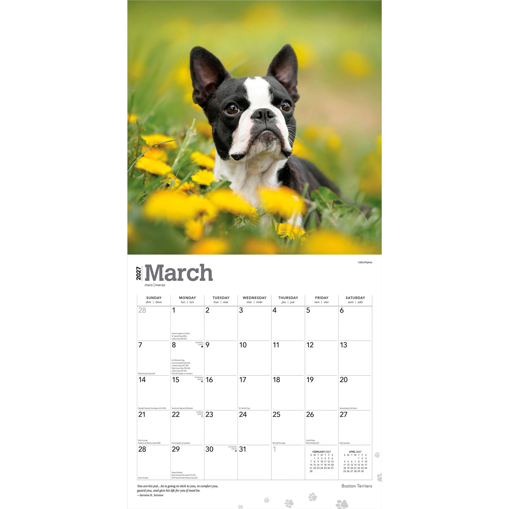 Boston Terriers 2027 Wall Calendar