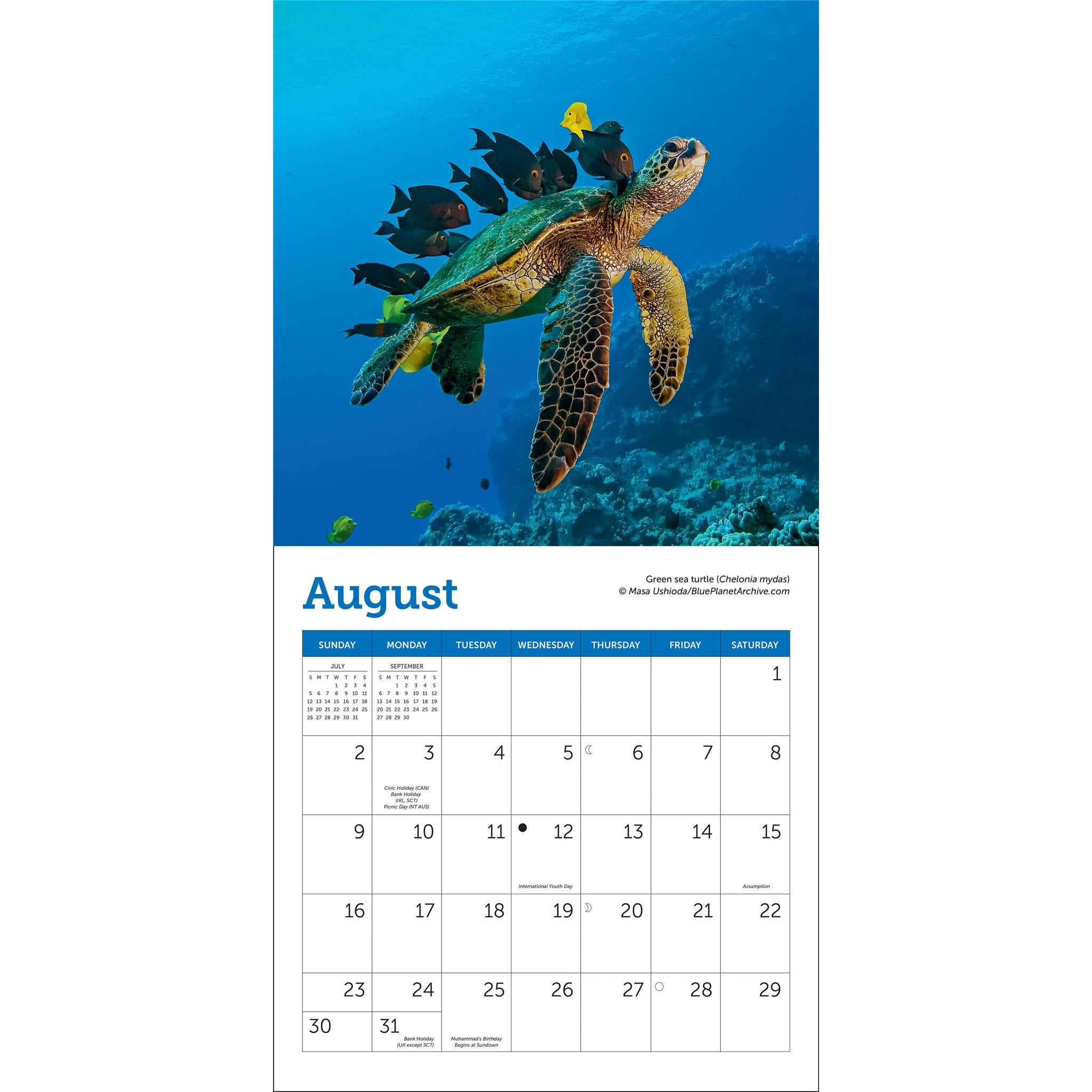 Sea Turtles 2026 MiniCalendar